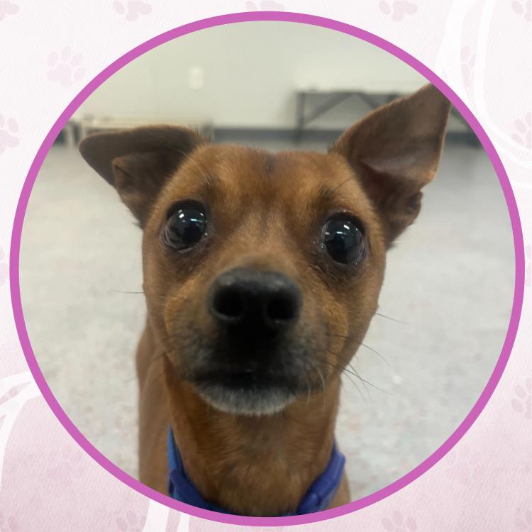 Enlarge Snowdrift Yule Lad, a Adoptable mixed breed in Toms River, NJ image 6/6