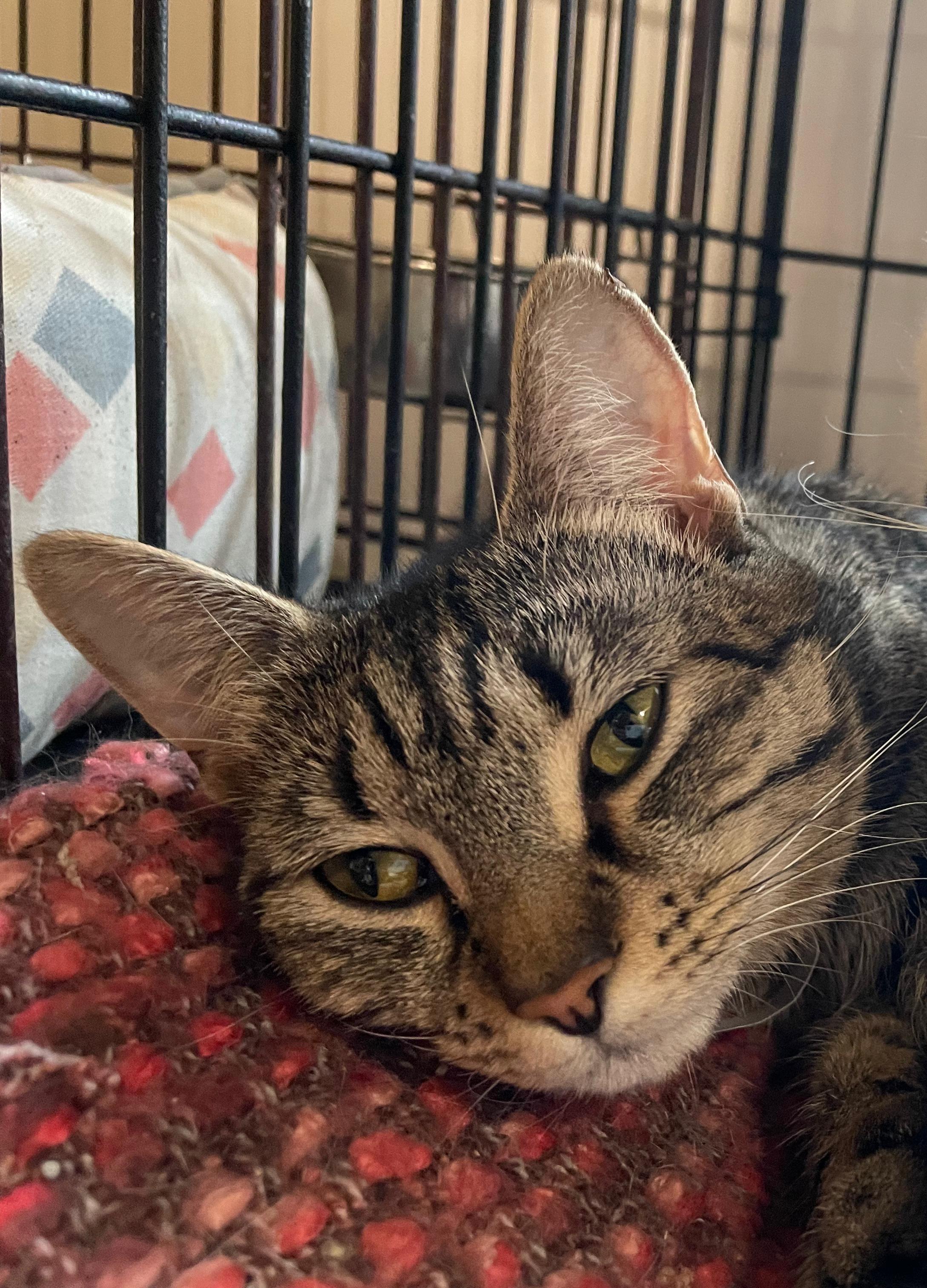 Enlarge Scoot, a ADOPTABLE Domestic Short Hair in South Ozone Park, NY image 2/6