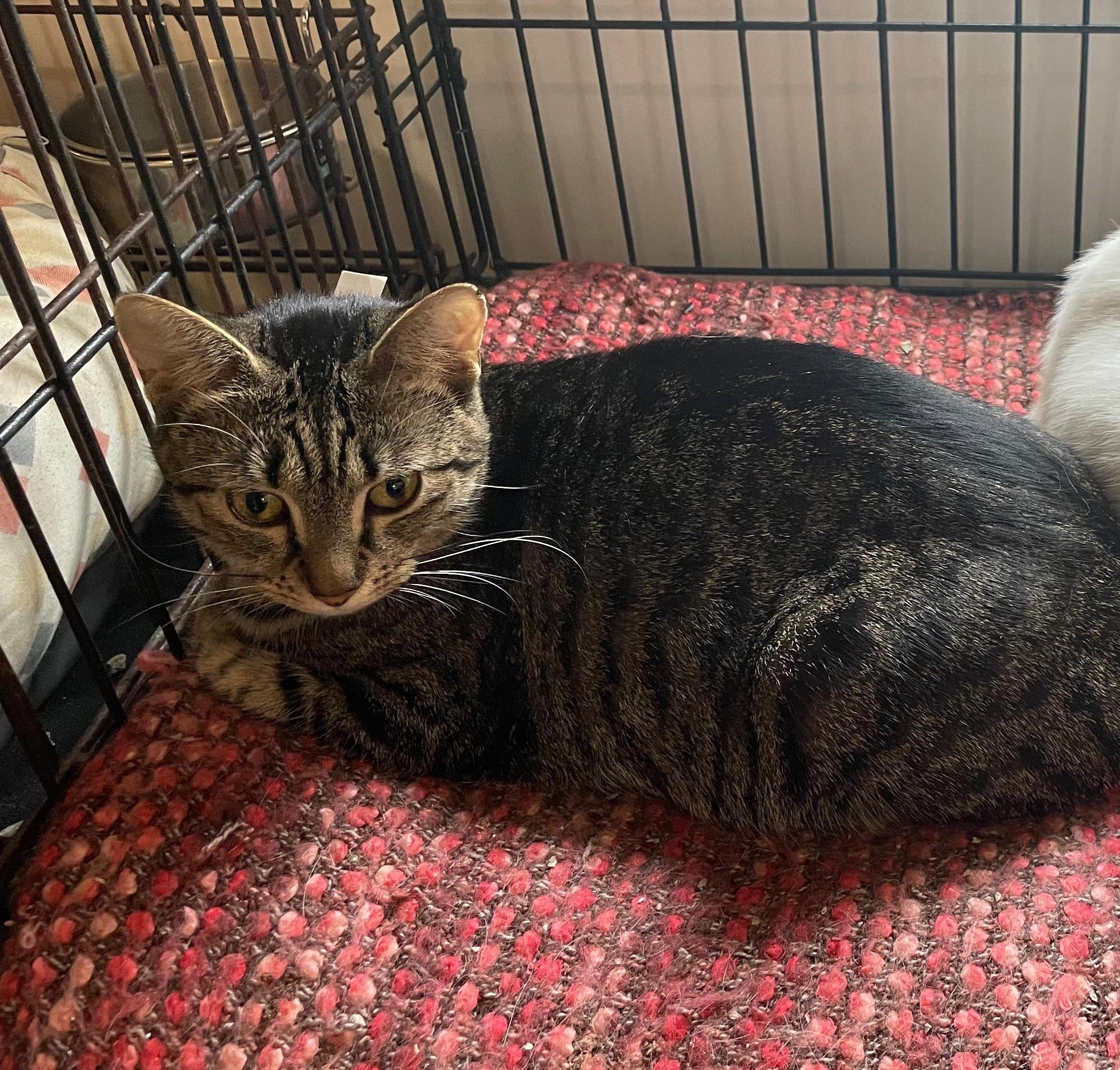 Scoot, ADOPTABLE, Young Female Domestic Short Hair.