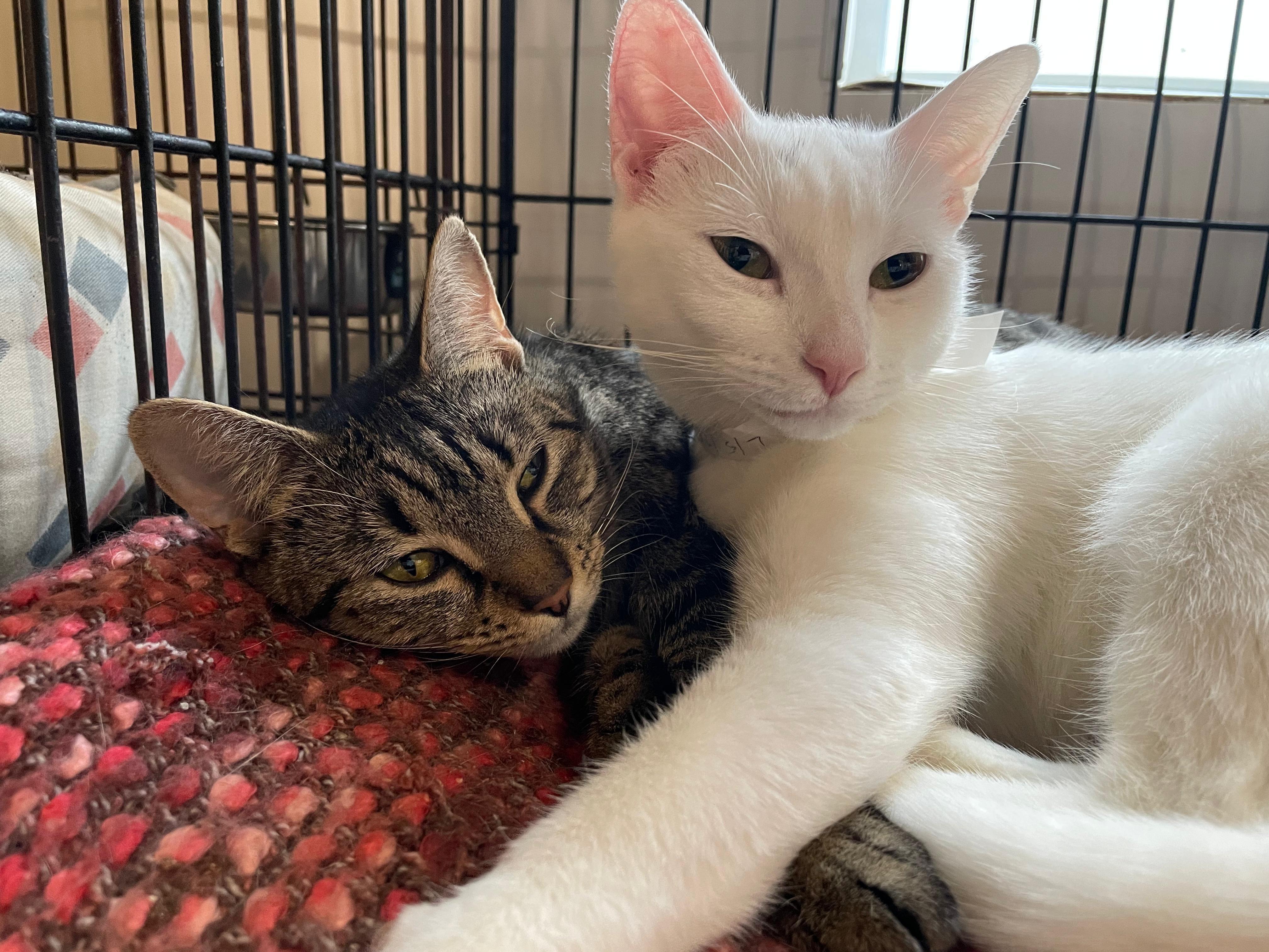 Enlarge Scoot, a ADOPTABLE Domestic Short Hair in South Ozone Park, NY image 3/6