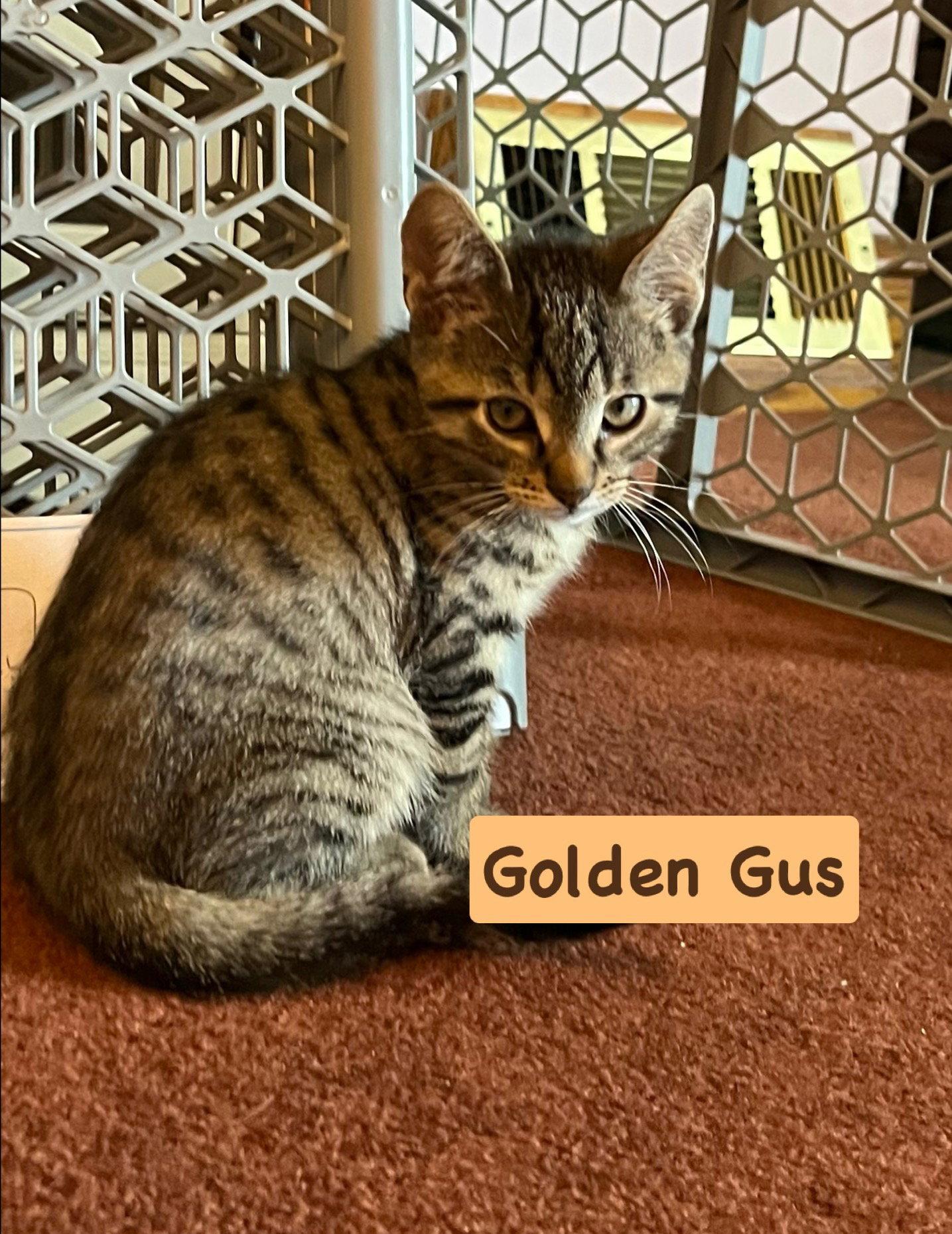 Gus, Adoptable, Kitten Male Tabby & Domestic Short Hair.