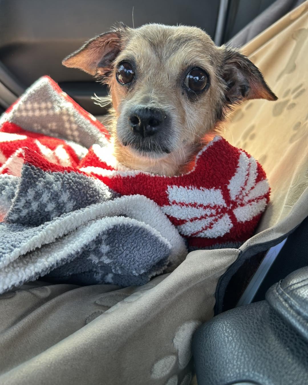 Dora, adopted, Senior Female Terrier & Chihuahua.