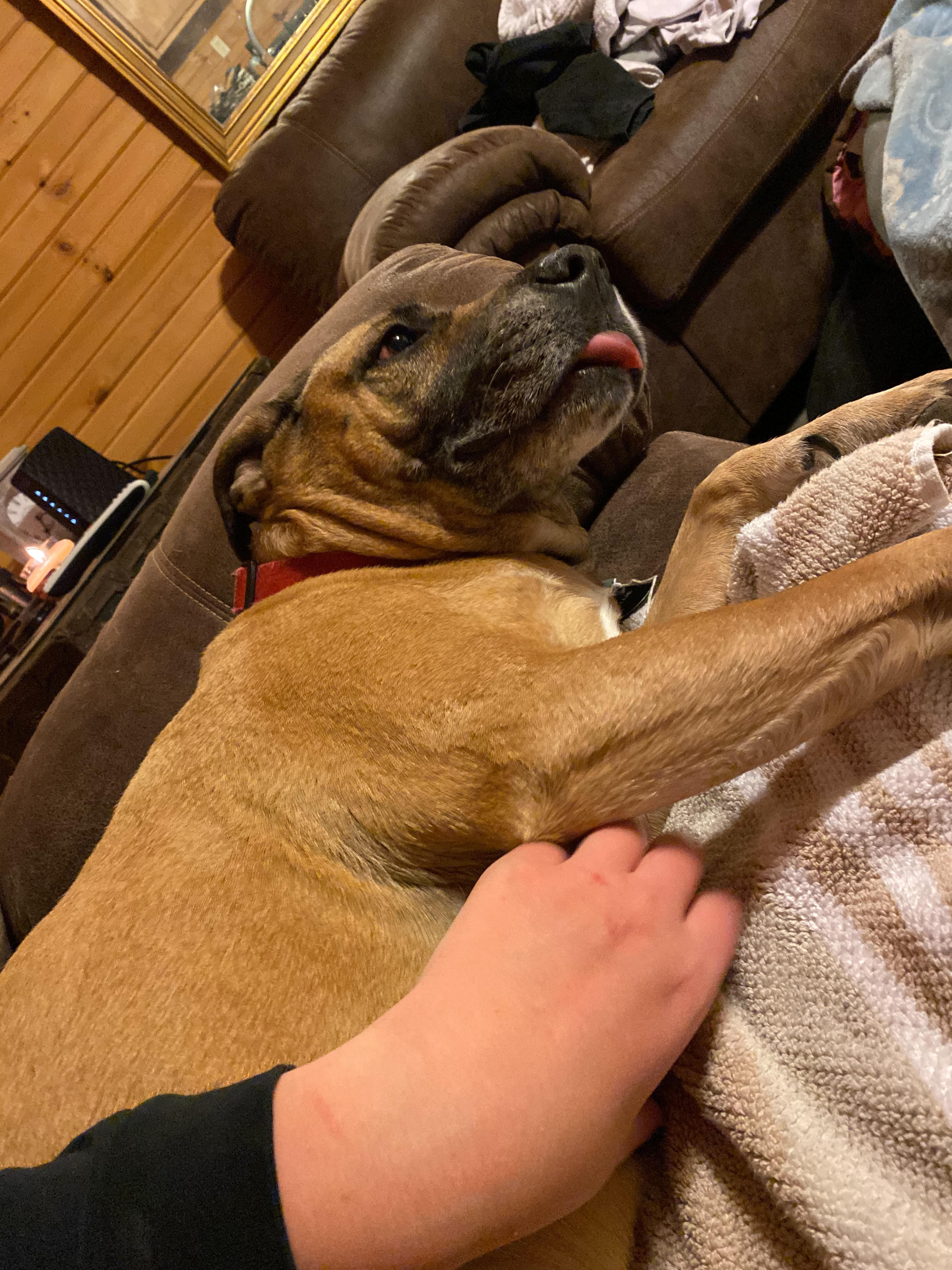 Kallie , a Adoptable mixed breed in Georgetown, TN image 3/6