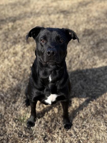 Mercedes, Adoptable, Adult Female Labrador Retriever & Mixed Breed.