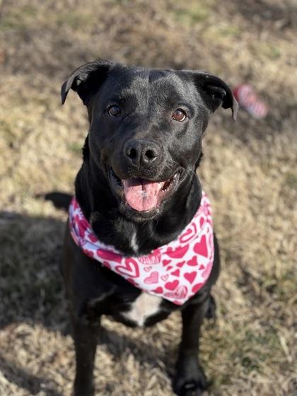 Enlarge Mercedes, a Adoptable mixed breed in Bartlesville, OK image 1/3