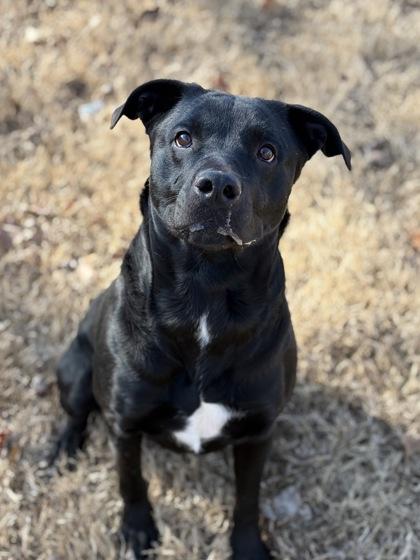 Enlarge Mercedes, a Adoptable mixed breed in Bartlesville, OK image 2/3