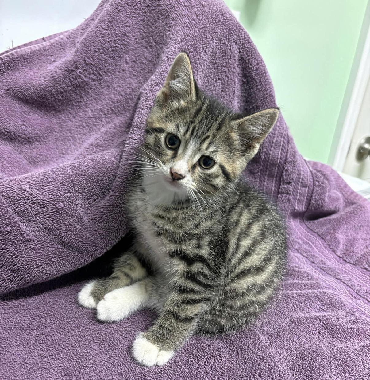 Horton, adopted, Kitten Male Domestic Short Hair.