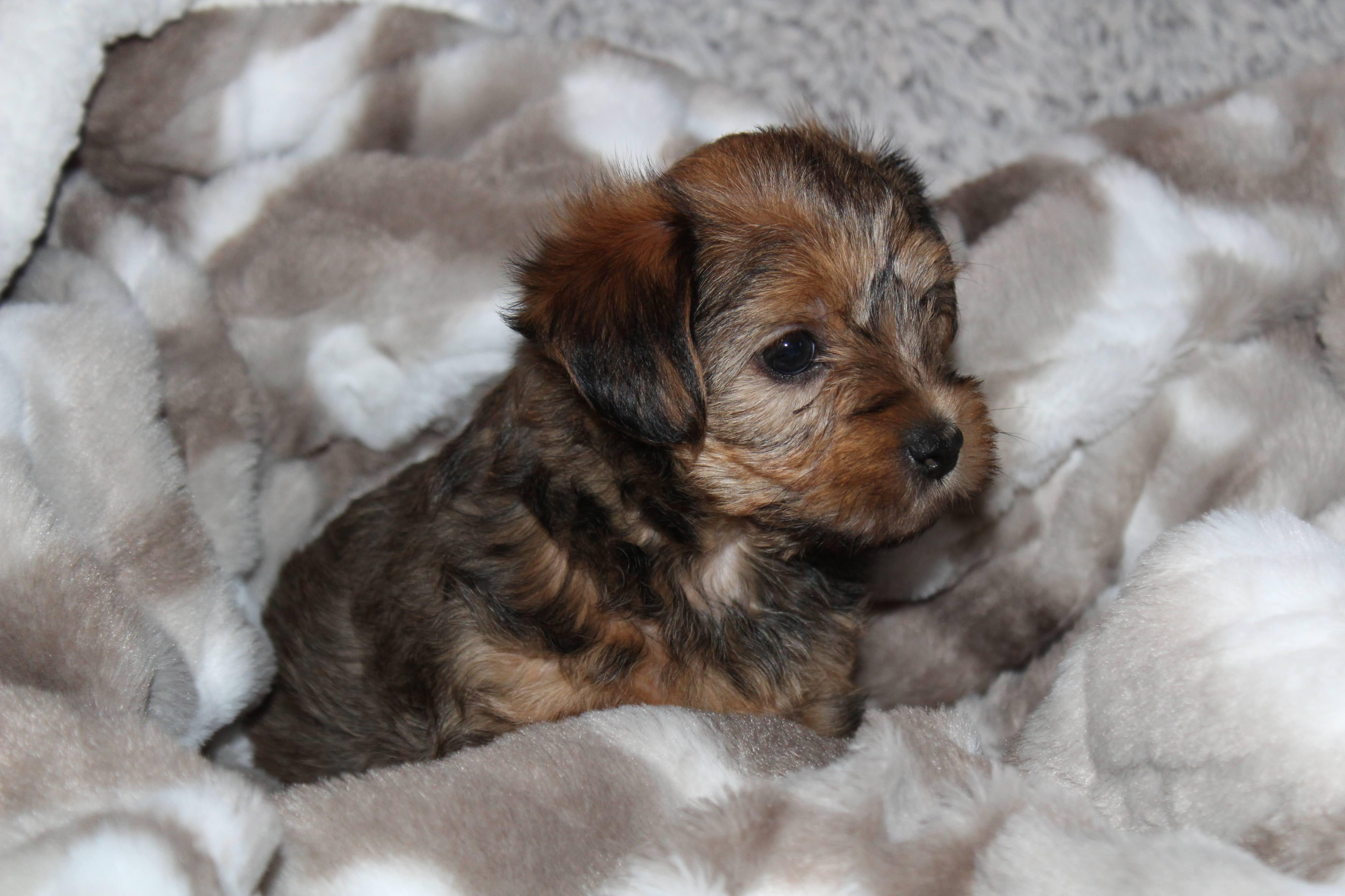 Enlarge Ginny , an adopted mixed breed in Austin, TX image 4/5