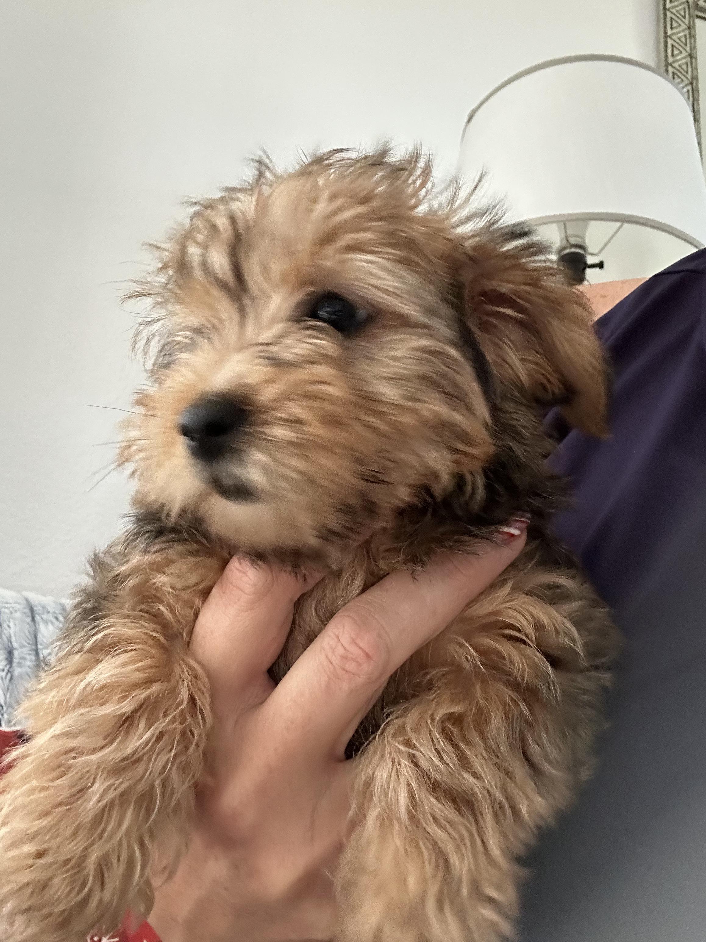 Enlarge Ginny , an adopted mixed breed in Austin, TX image 2/5