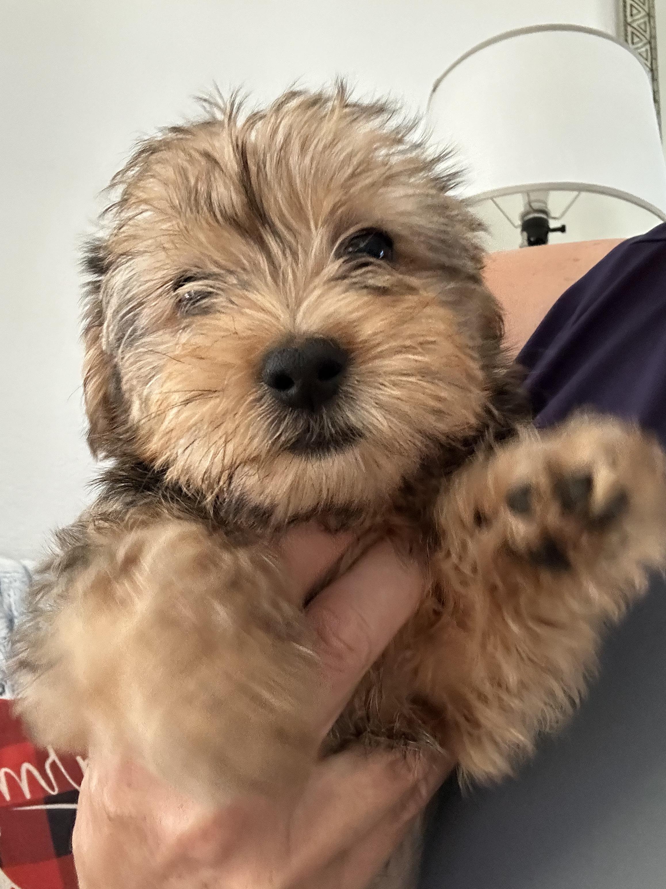 Ginny , adopted, Puppy Female Terrier & Poodle.