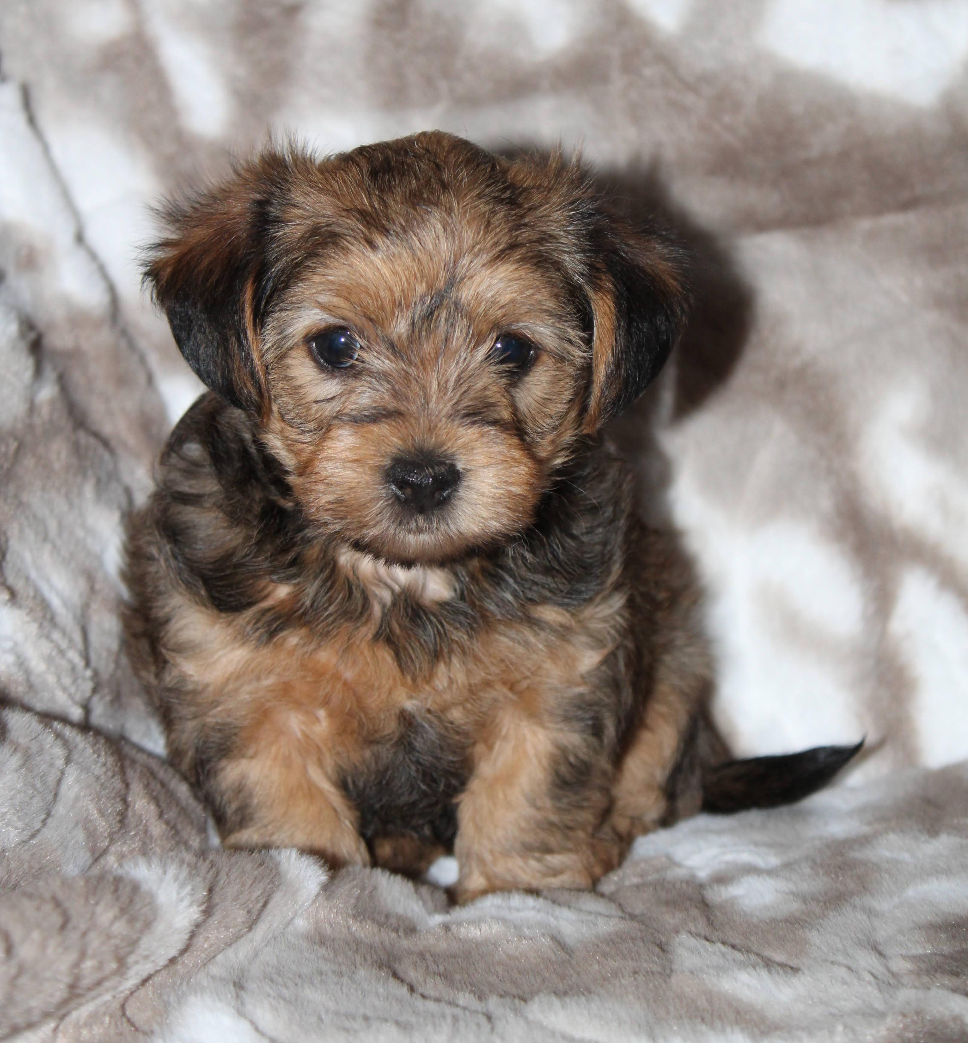 Enlarge Ginny , an adopted mixed breed in Austin, TX image 5/5