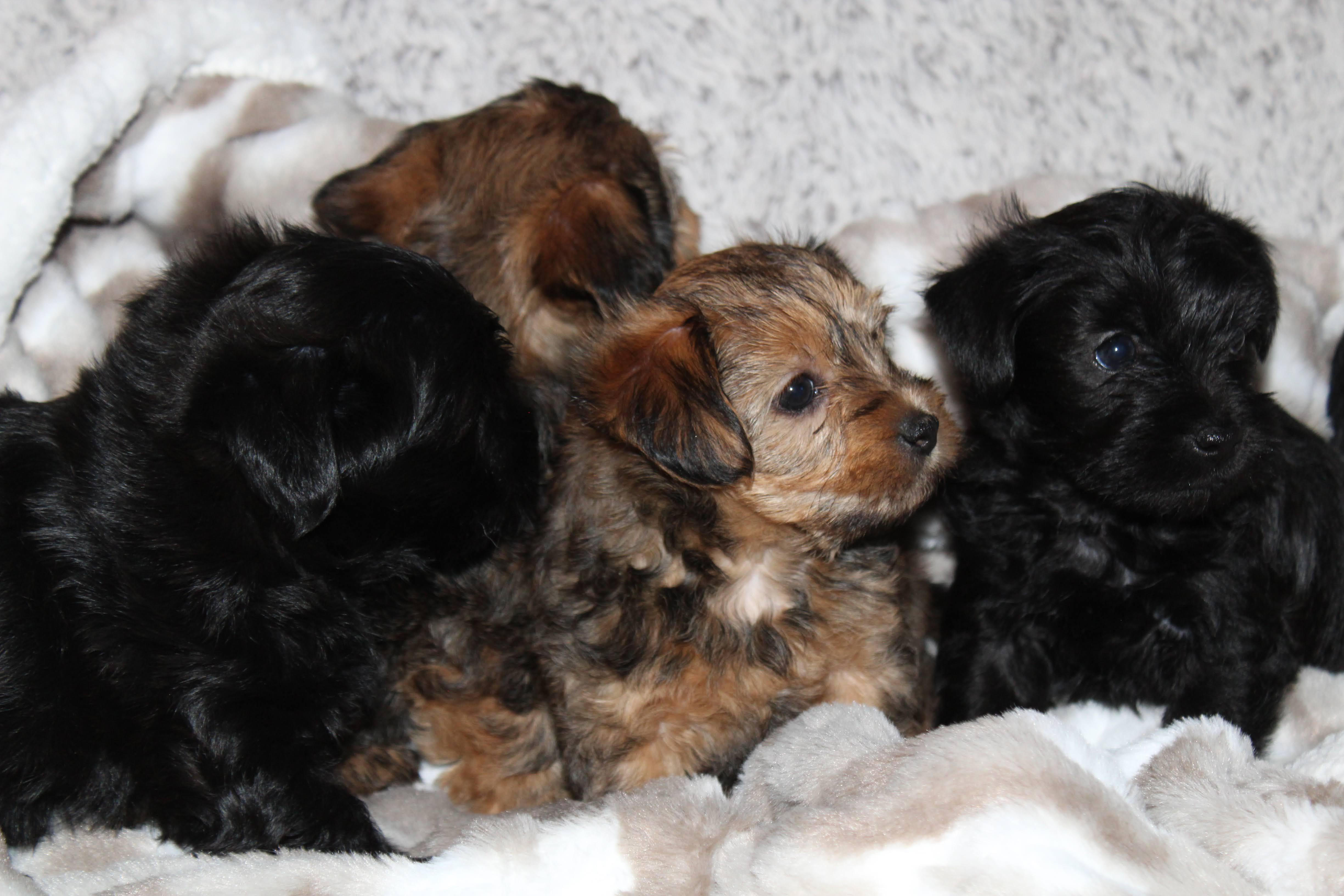 Enlarge Ginny , an adopted mixed breed in Austin, TX image 3/5