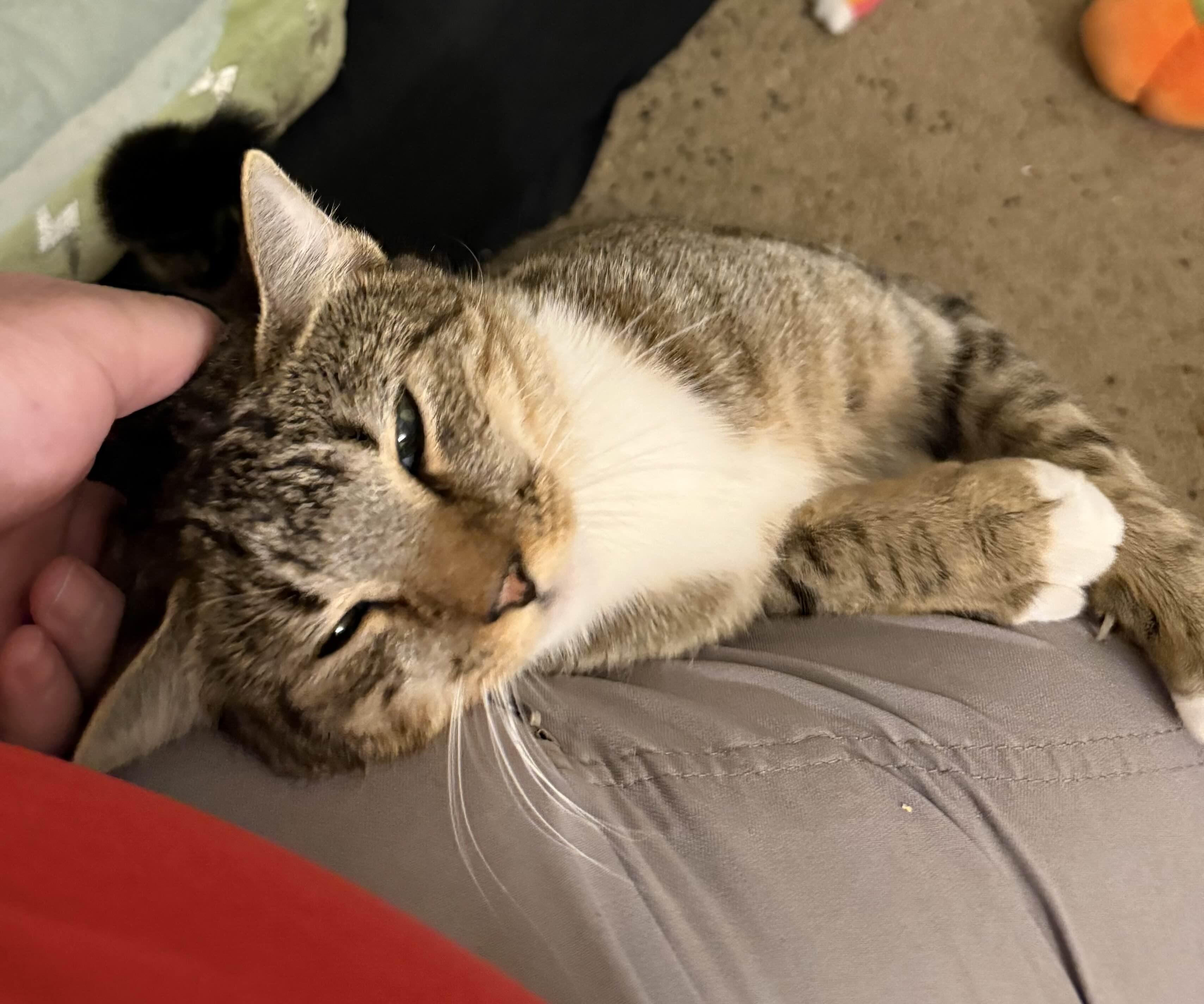 Enlarge Young Gentleman, a Adoptable mixed breed in Brattleboro, VT image 2/6