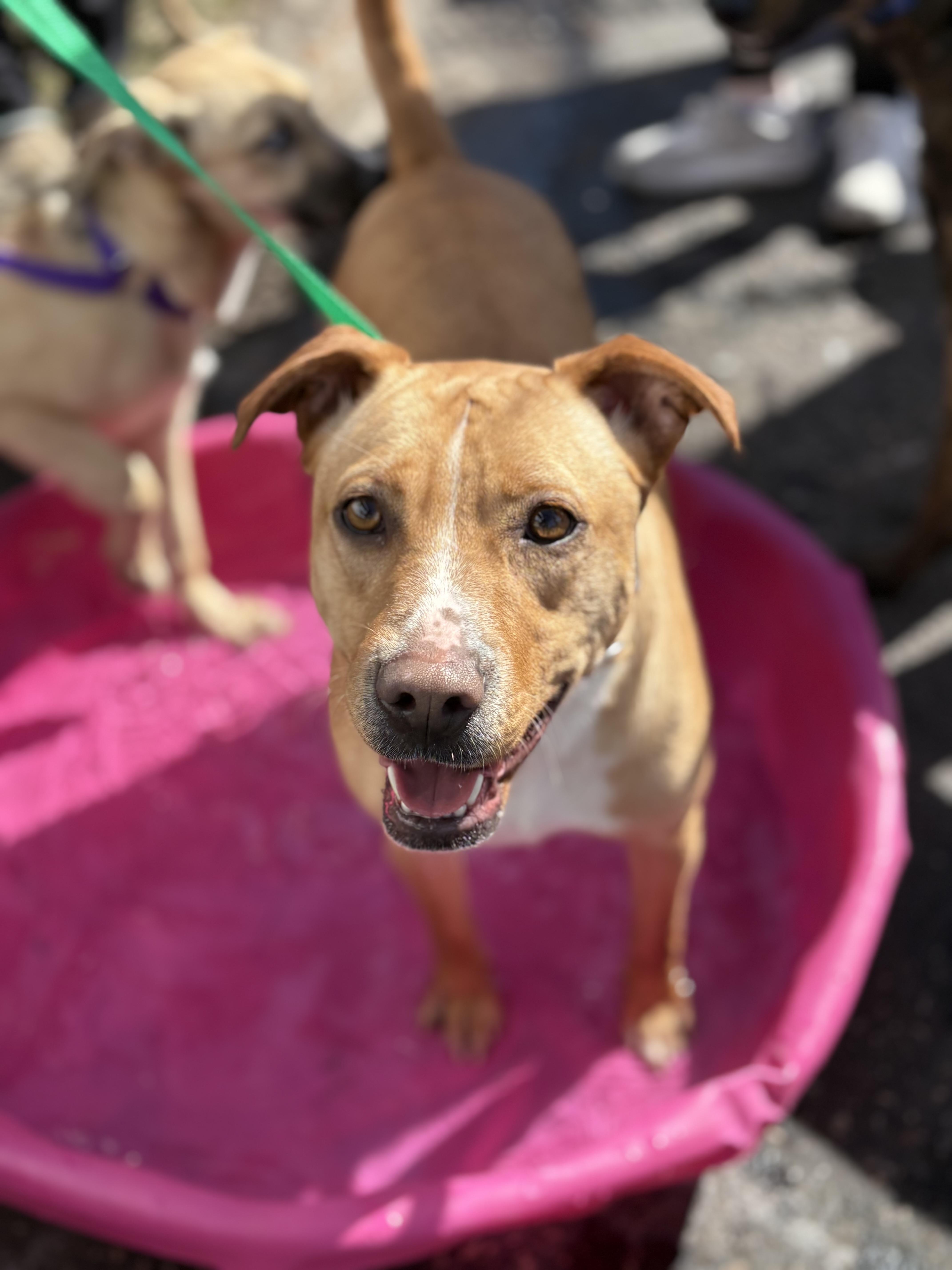 Enlarge Blondie, an adoptable mixed breed in Zimmerman, MN image 1/5