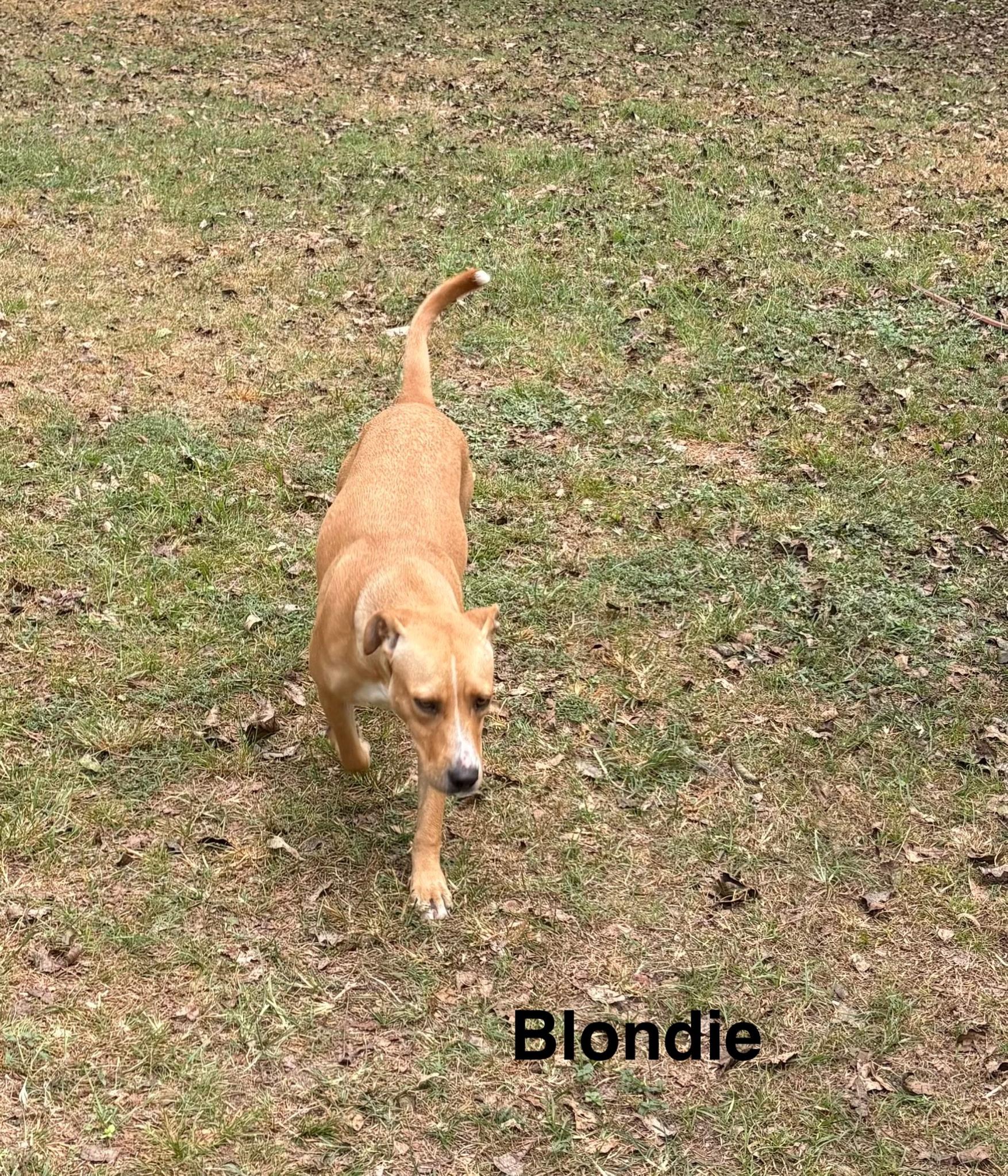 Enlarge Blondie, a Adoptable mixed breed in Zimmerman, MN image 2/4