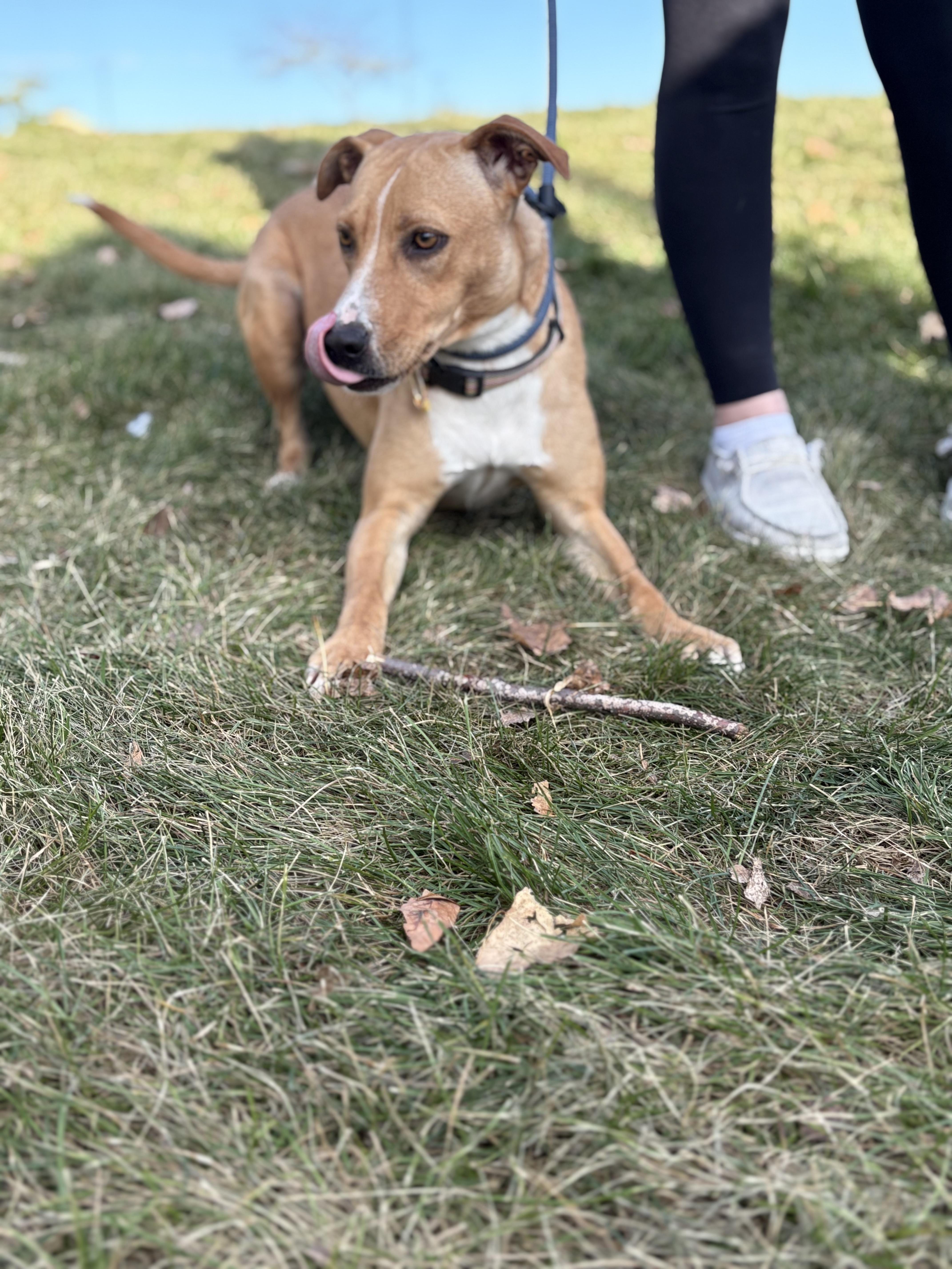 Enlarge Blondie, a Adoptable mixed breed in Zimmerman, MN image 4/4