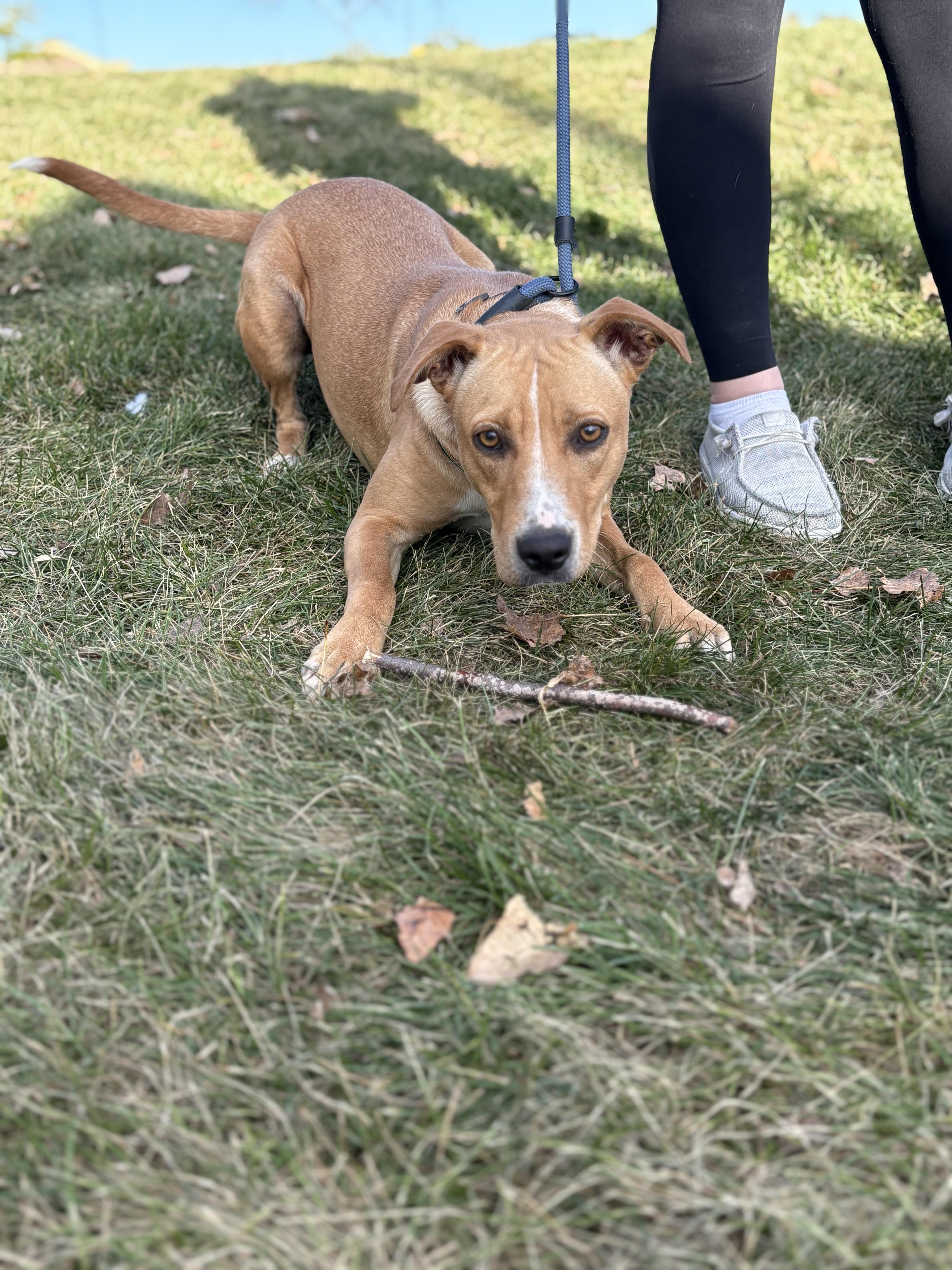 Enlarge Blondie, a Adoptable mixed breed in Zimmerman, MN image 3/4