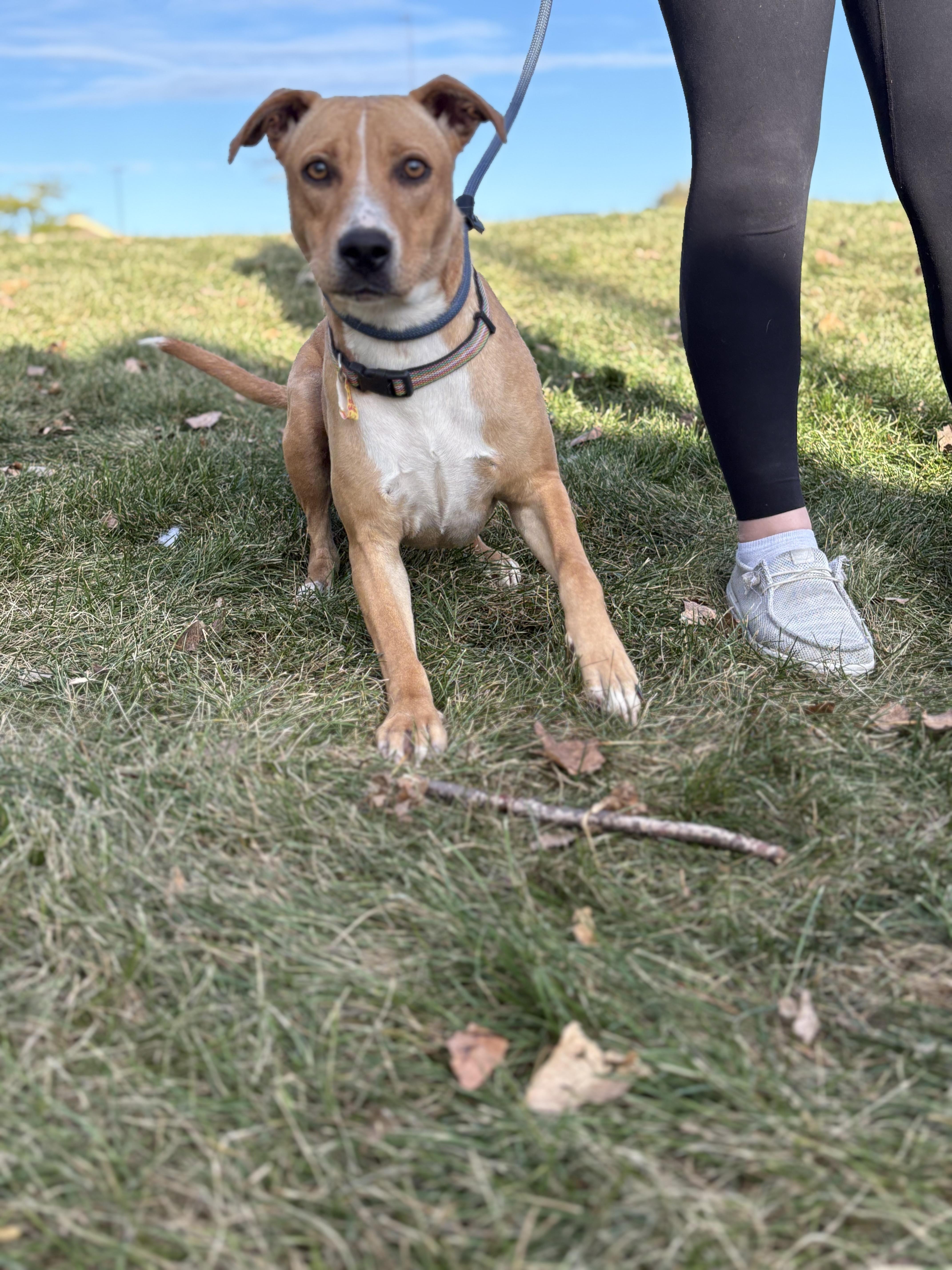 Blondie, Adoptable, Young Female Labrador Retriever.