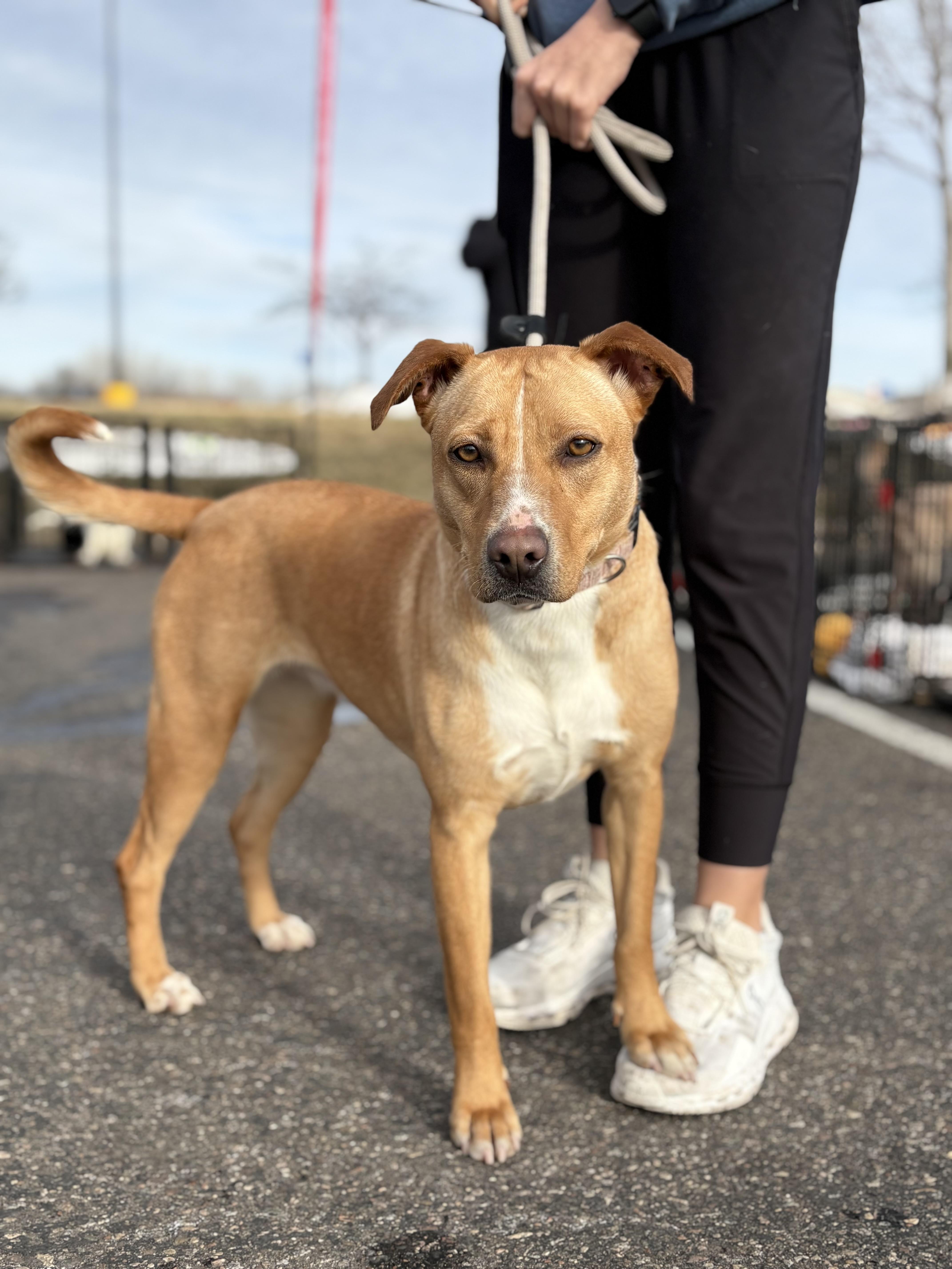 Enlarge Blondie, an adoptable mixed breed in Zimmerman, MN image 5/5