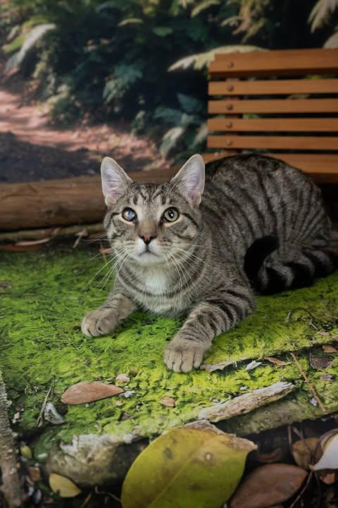 Thomas, a ADOPTABLE Domestic Short Hair in Lapeer, MI image 2/3