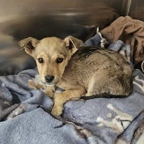 Zoey, an adoptable Mixed Breed in Flagstaff, AZ, 86001 | Photo Image 2