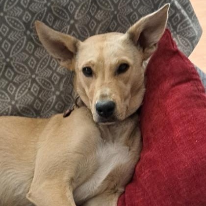 Zoey, Adult Female Mixed Breed