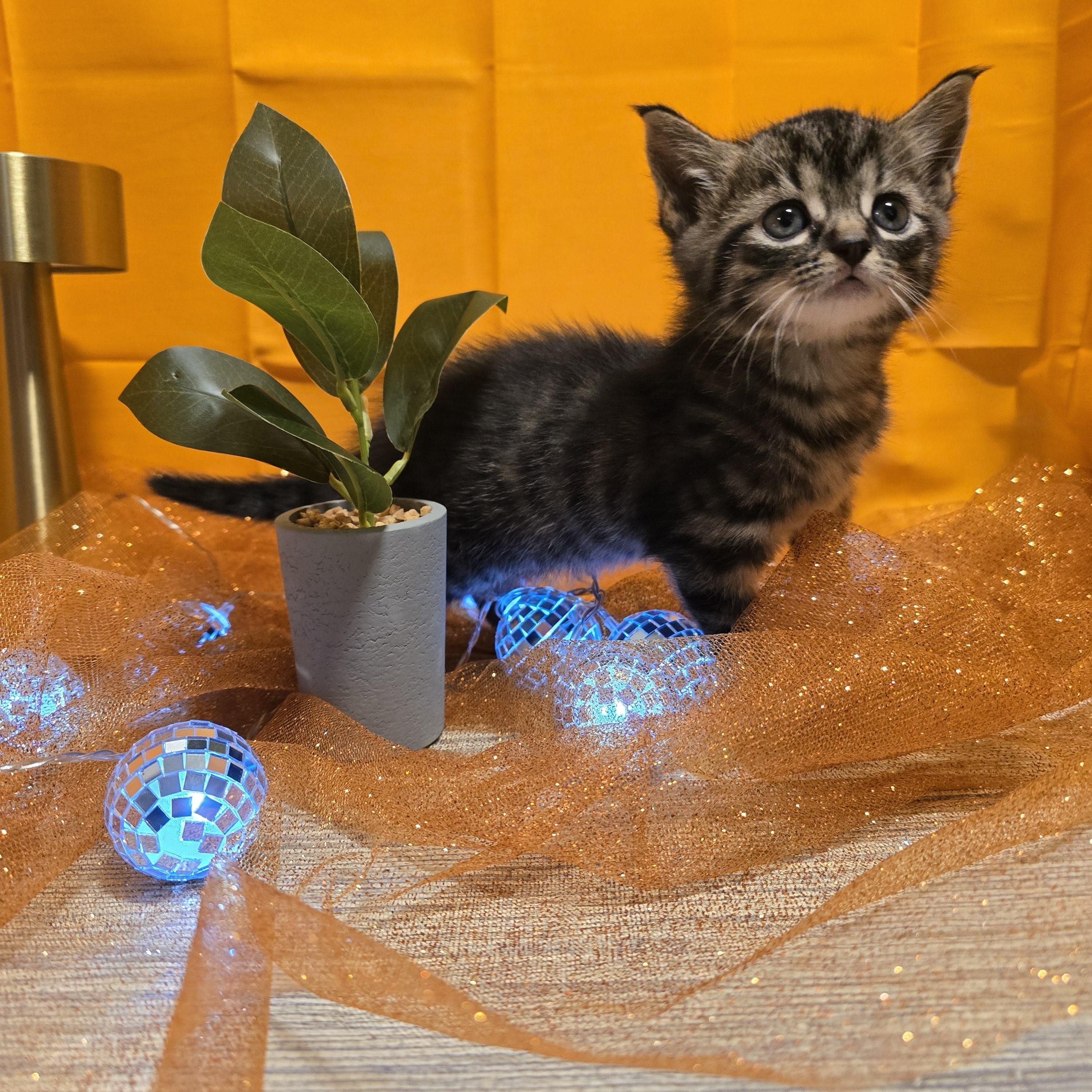 Enlarge Anakin, a Adoptable Domestic Medium Hair in Warwick , RI image 3/6