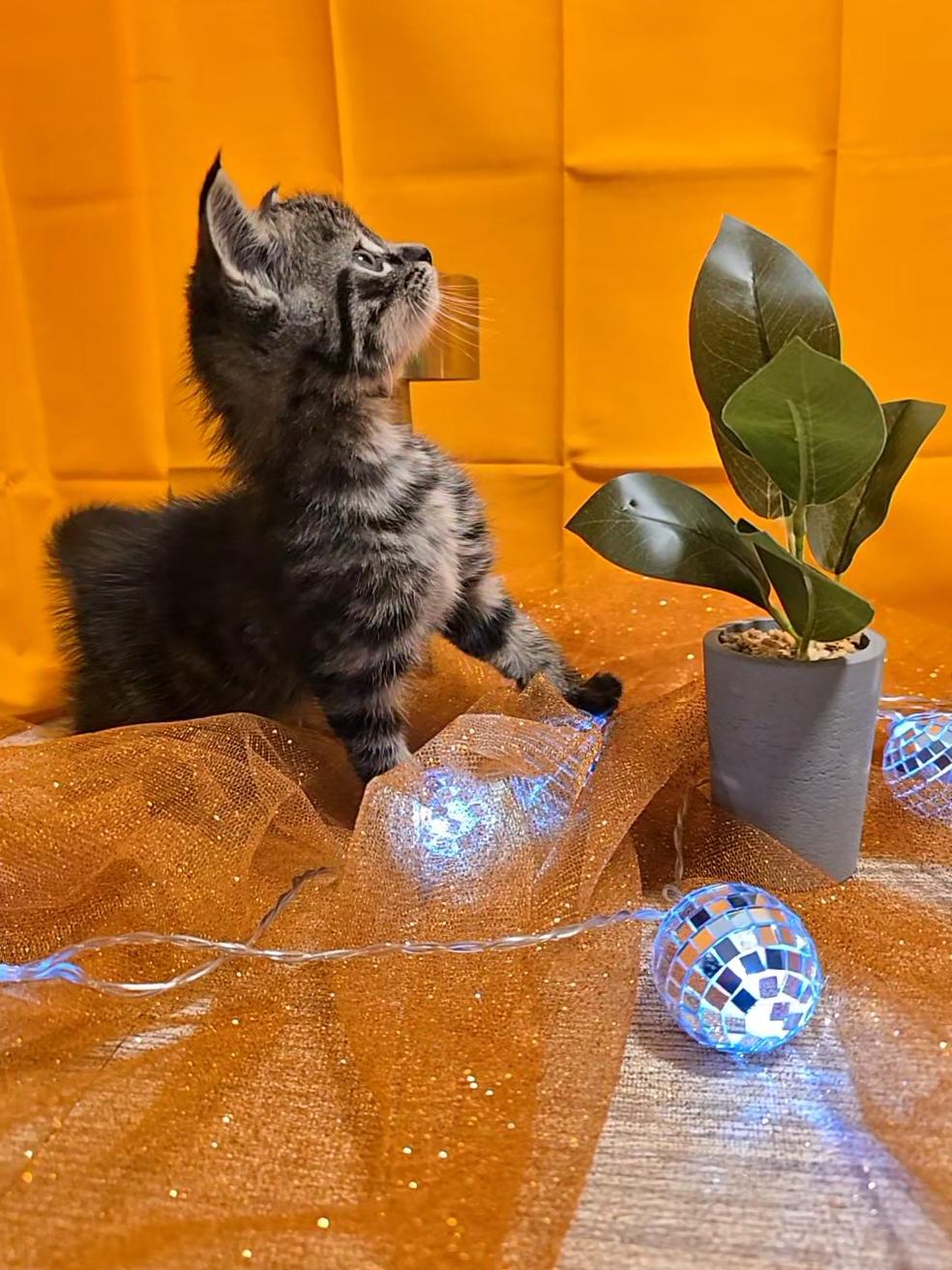 Enlarge Anakin, a Adoptable Domestic Medium Hair in Warwick , RI image 2/6