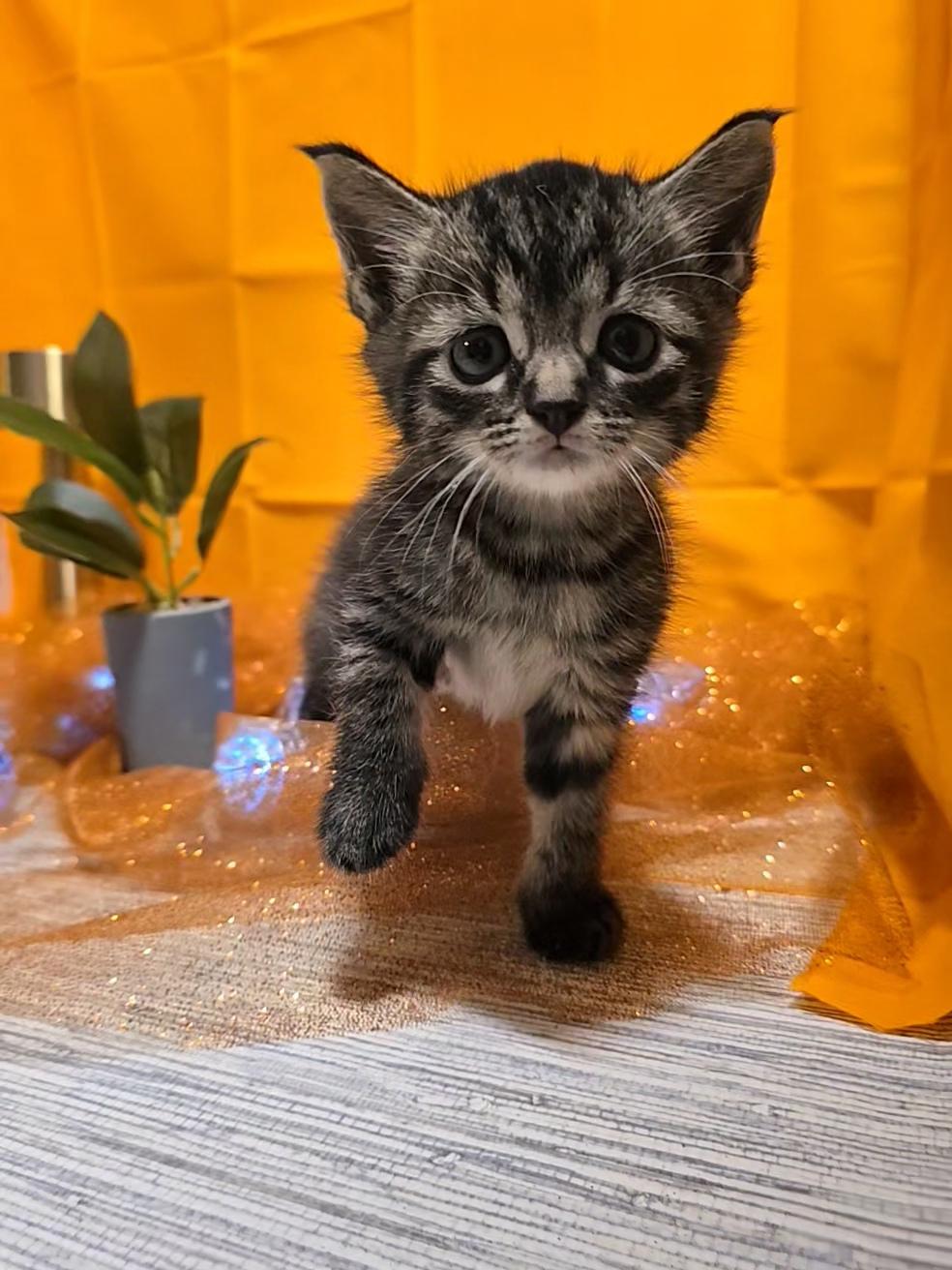 Enlarge Anakin, a Adoptable Domestic Medium Hair in Warwick , RI image 1/6