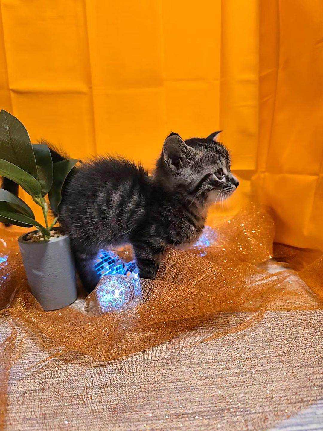 Enlarge Anakin, a Adoptable Domestic Medium Hair in Warwick , RI image 5/6