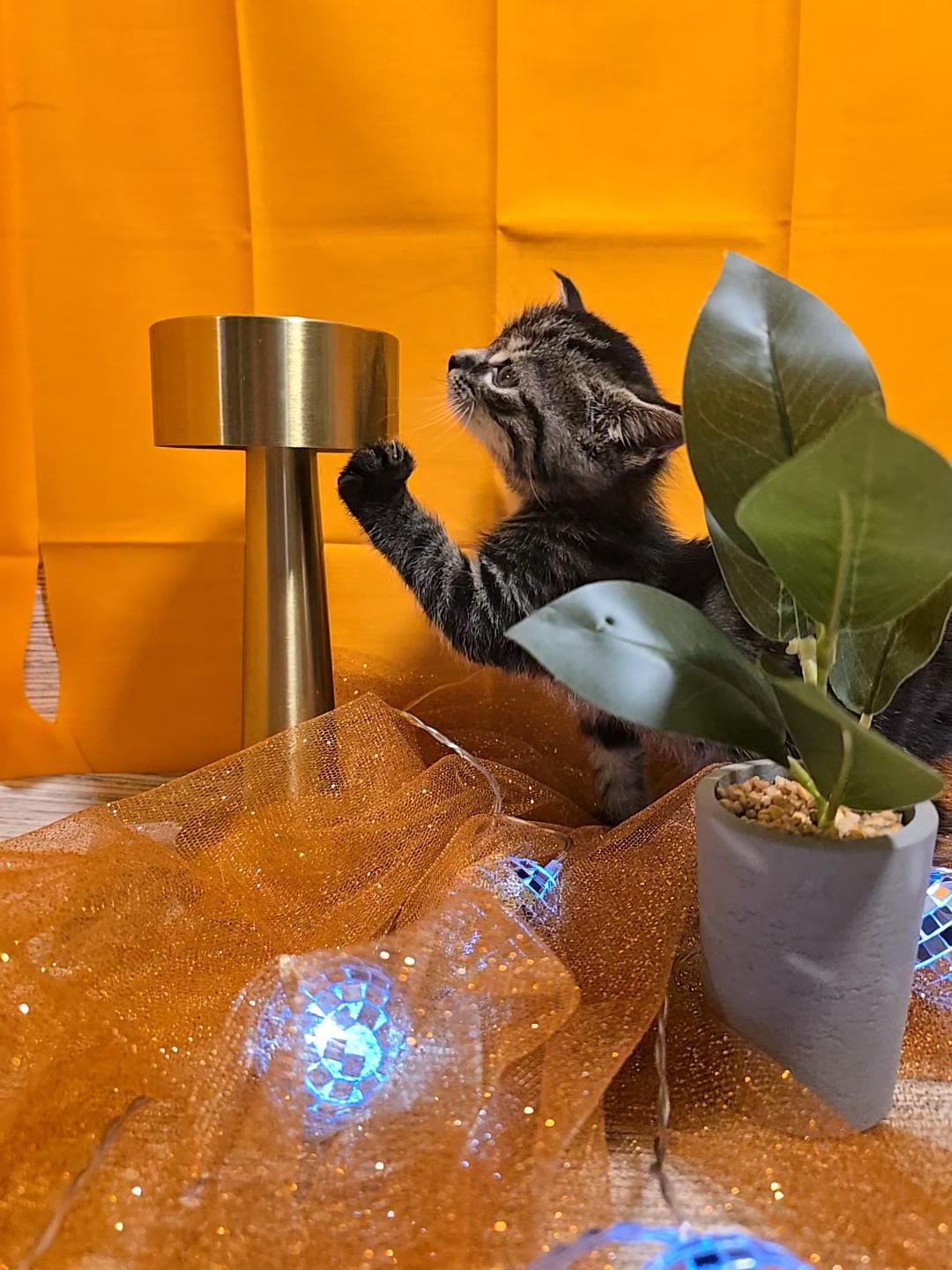 Enlarge Anakin, a Adoptable Domestic Medium Hair in Warwick , RI image 6/6