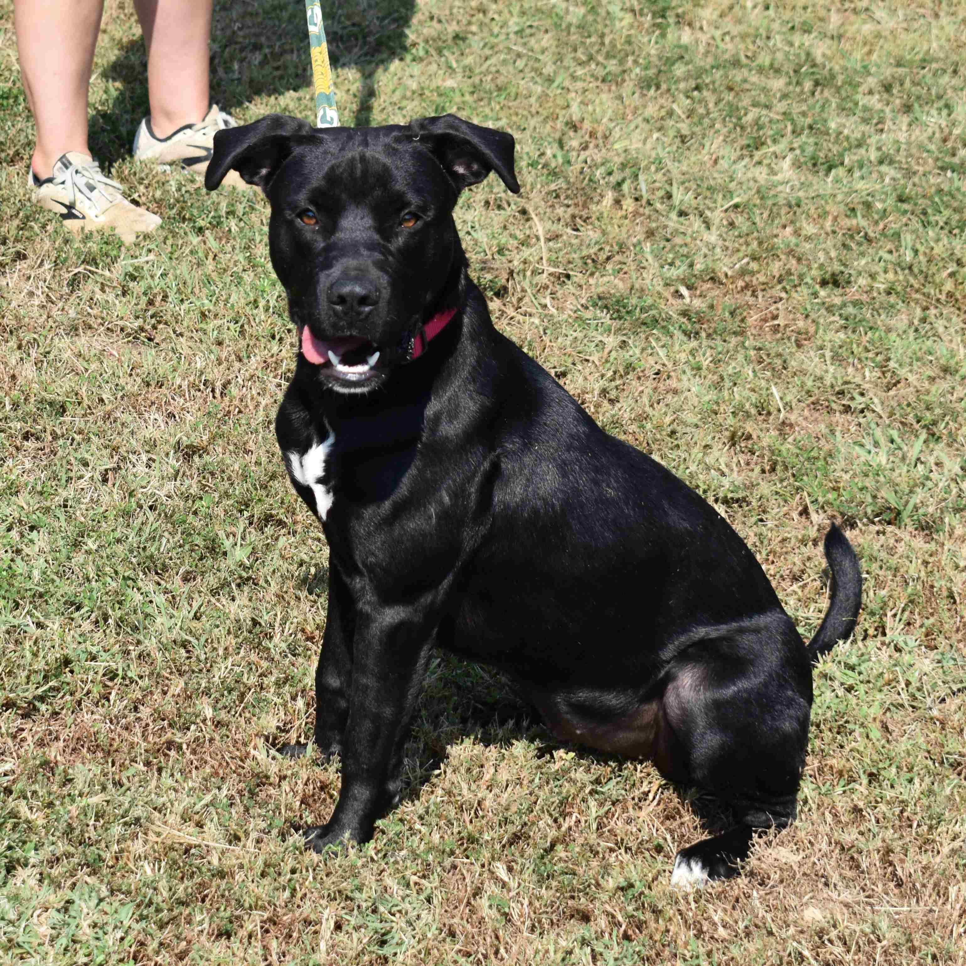 Doris, a Adoptable mixed breed in Searcy, AR image 5/6