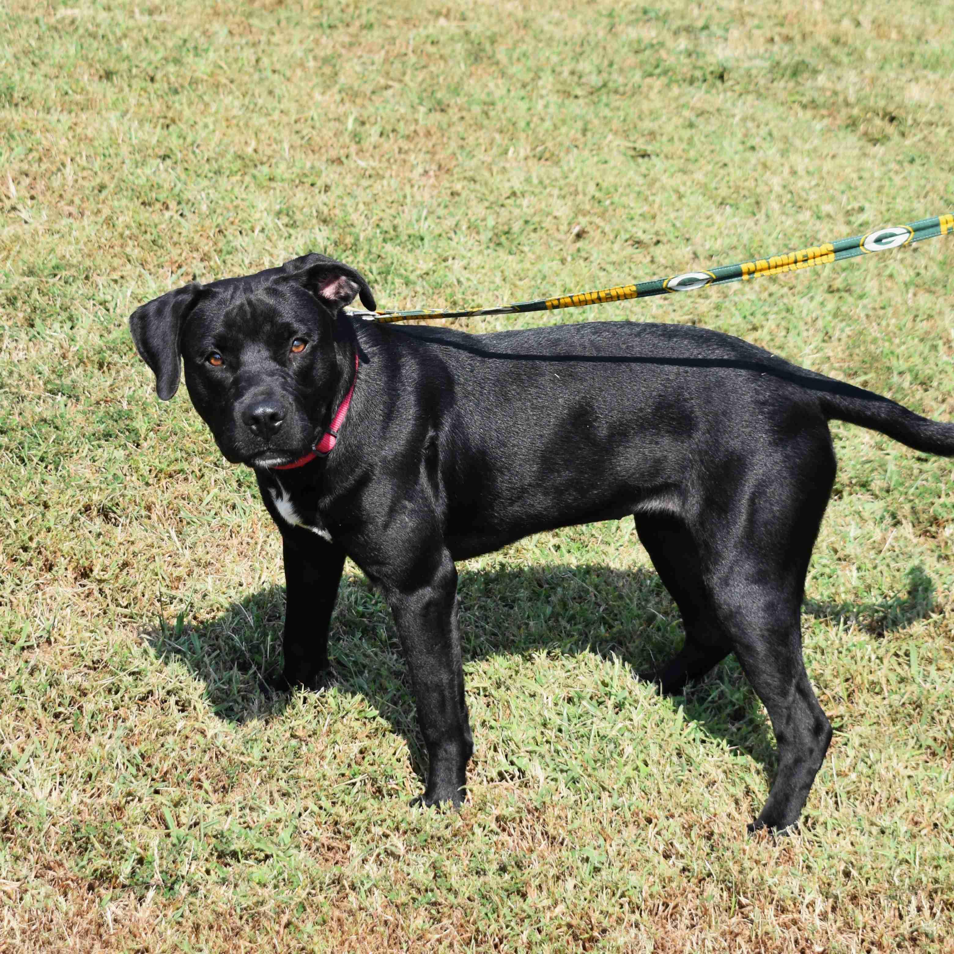 Doris, a Adoptable mixed breed in Searcy, AR image 1/6