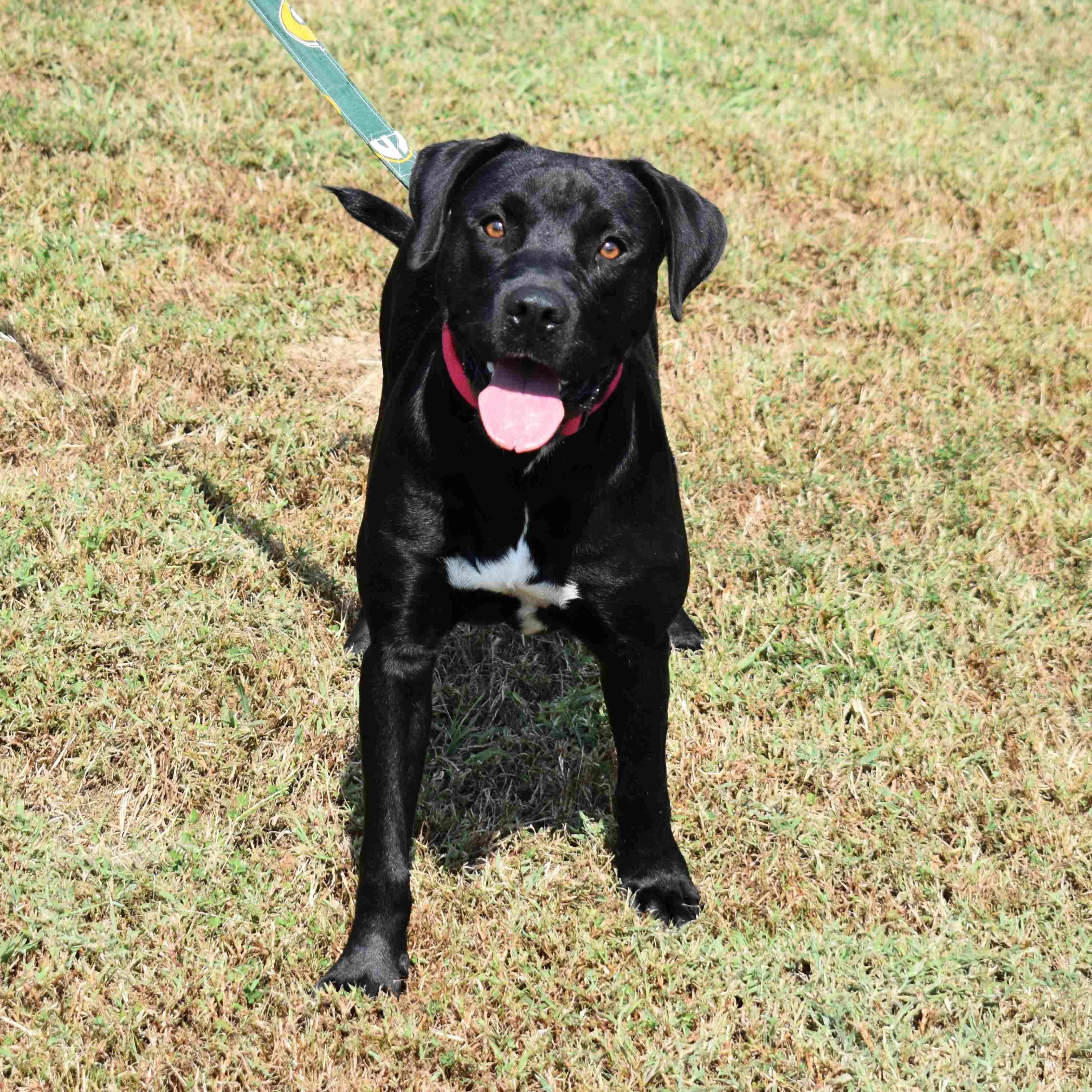 Doris, a Adoptable mixed breed in Searcy, AR image 4/6