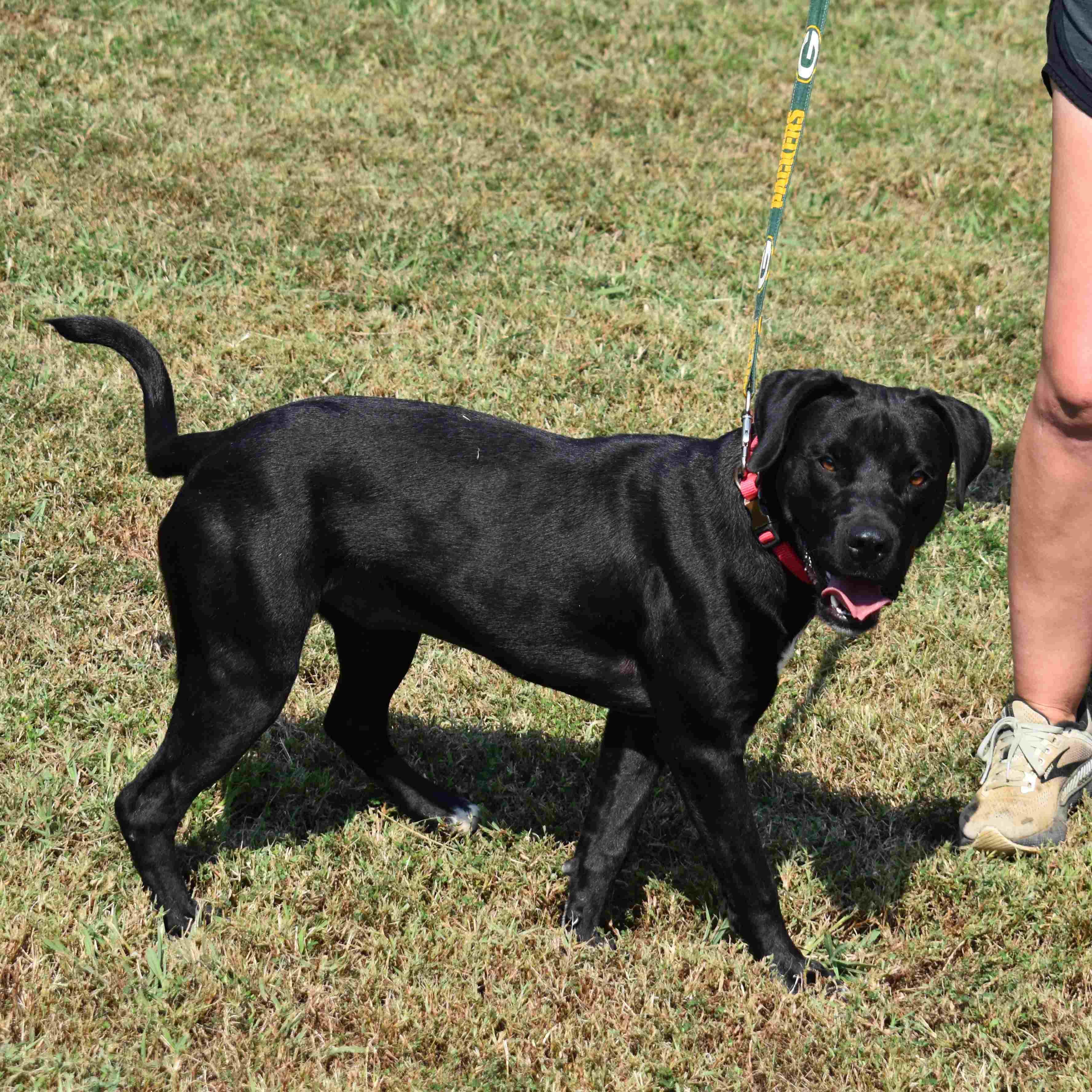 Doris, a Adoptable mixed breed in Searcy, AR image 6/6