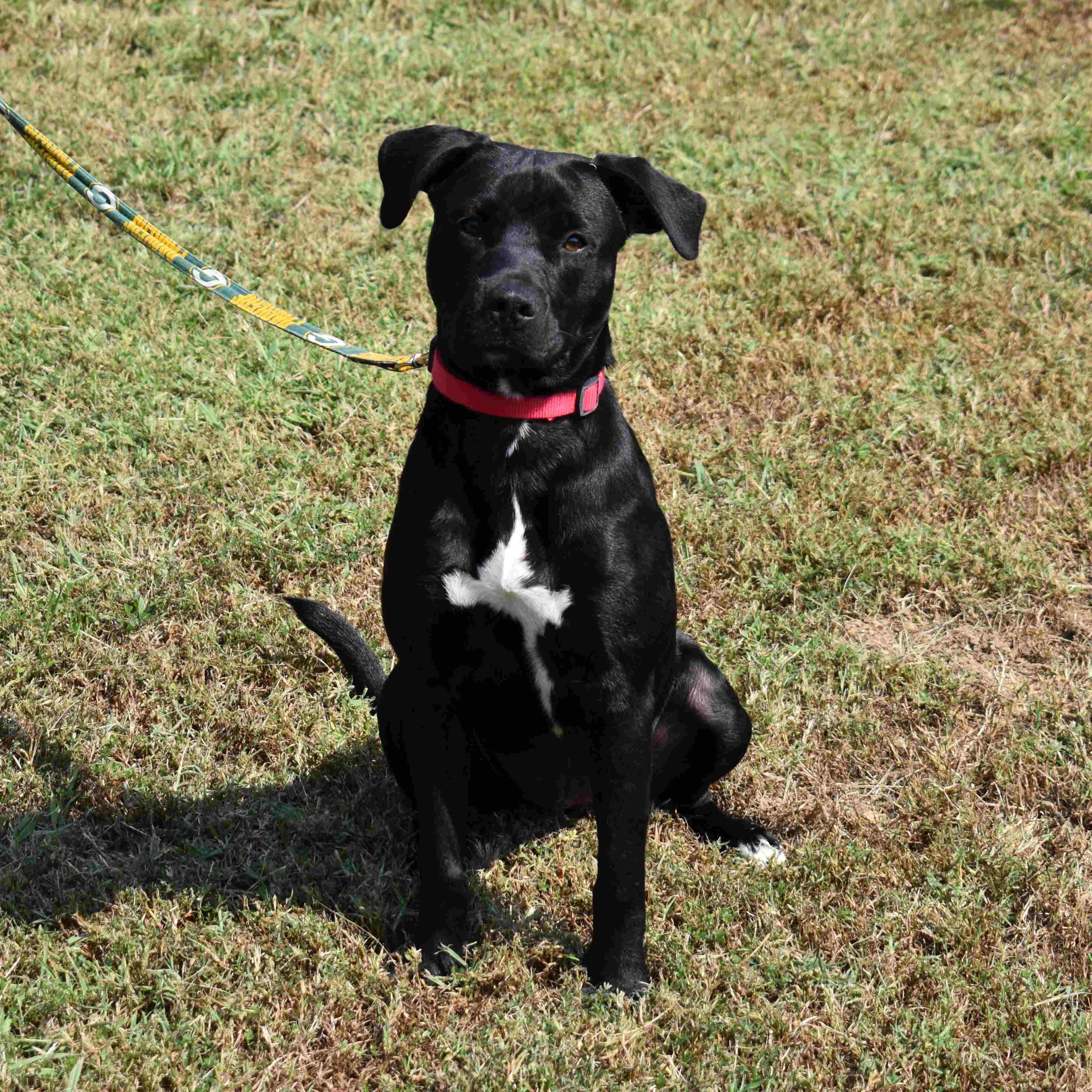 Doris, a Adoptable mixed breed in Searcy, AR image 3/6