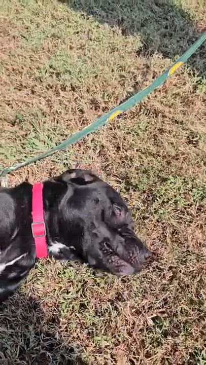 Enlarge Doris, a Adoptable mixed breed in Searcy, AR video 2/6