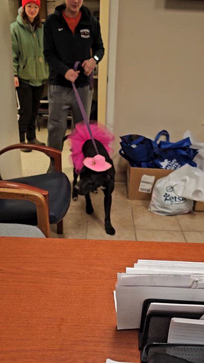 Enlarge Doris, a Adoptable mixed breed in Searcy, AR video 6/6