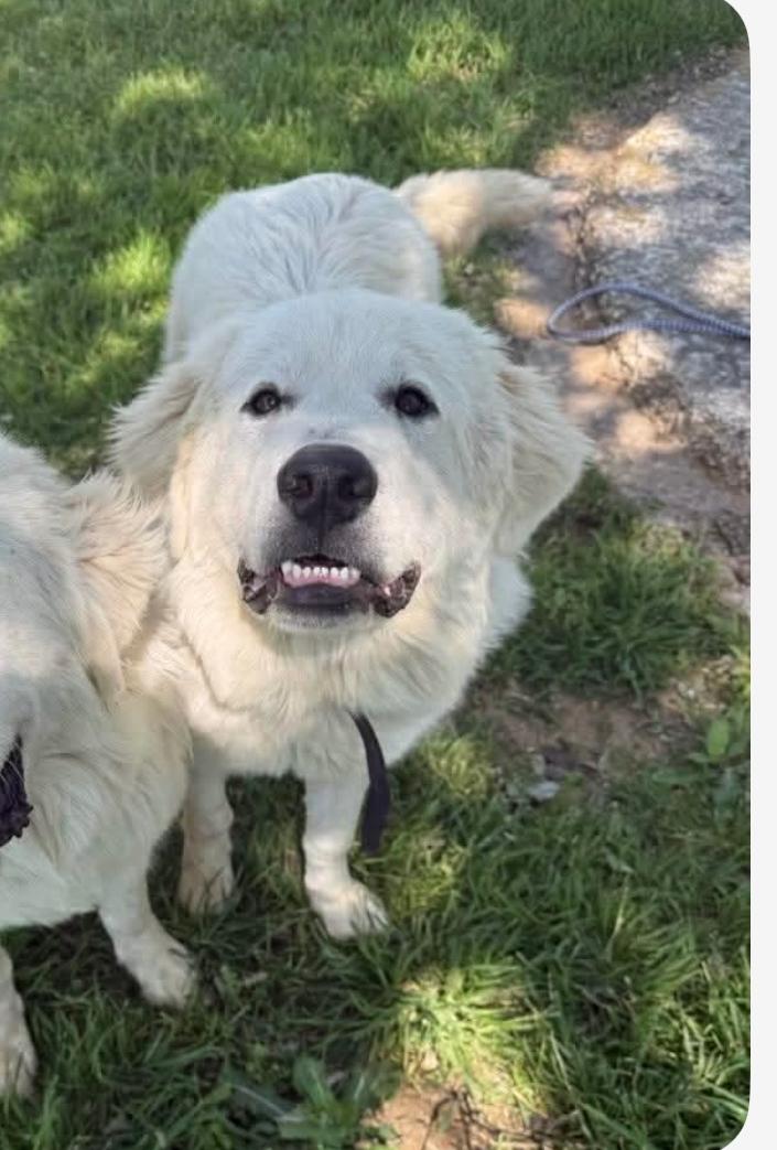 Enlarge Boulder cs, a Adoptable Great Pyrenees in Columbia, MD image 1/1