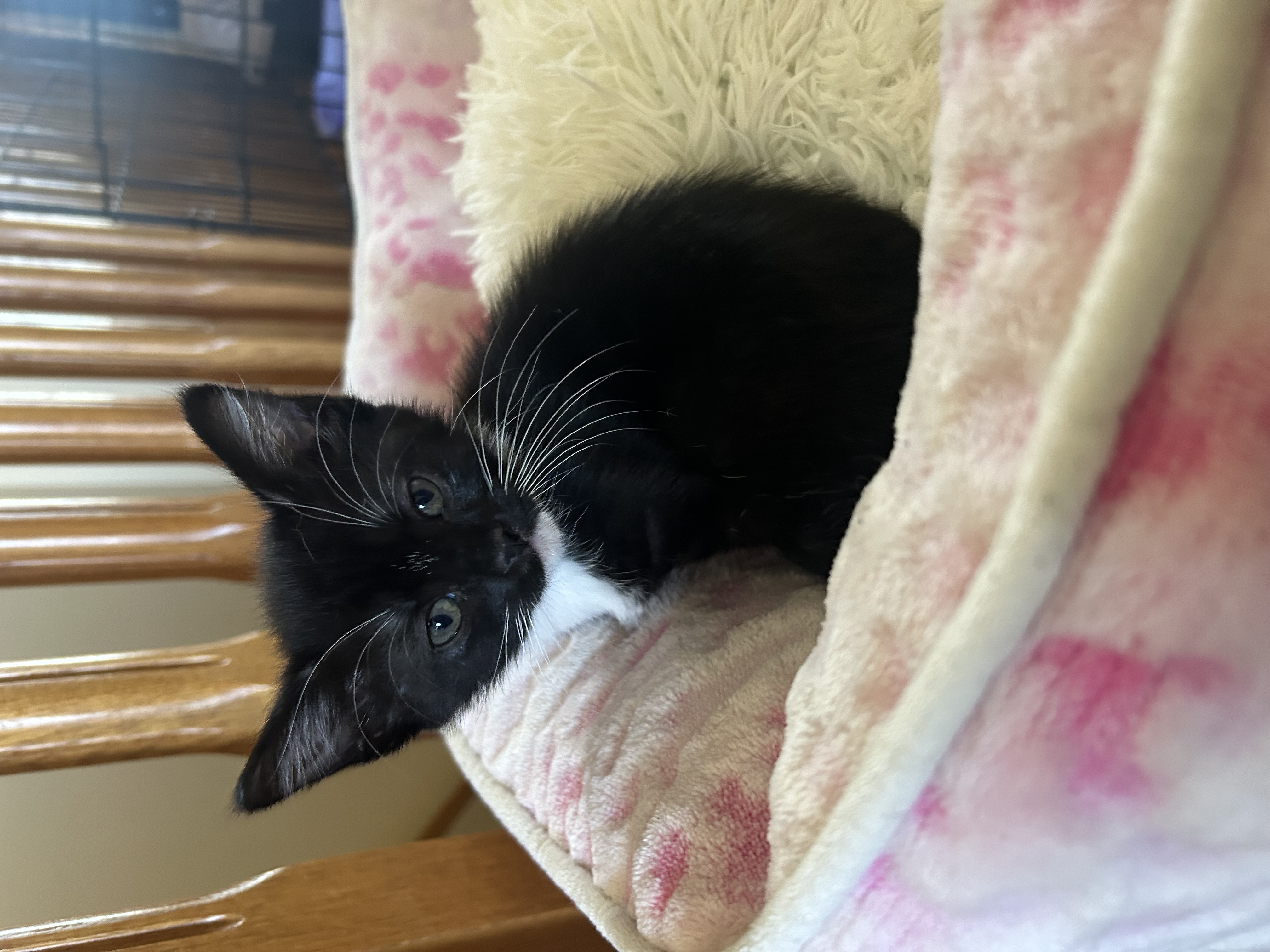 Cat for adoption Bailey, a Domestic Short Hair in Medicine Hat, AB