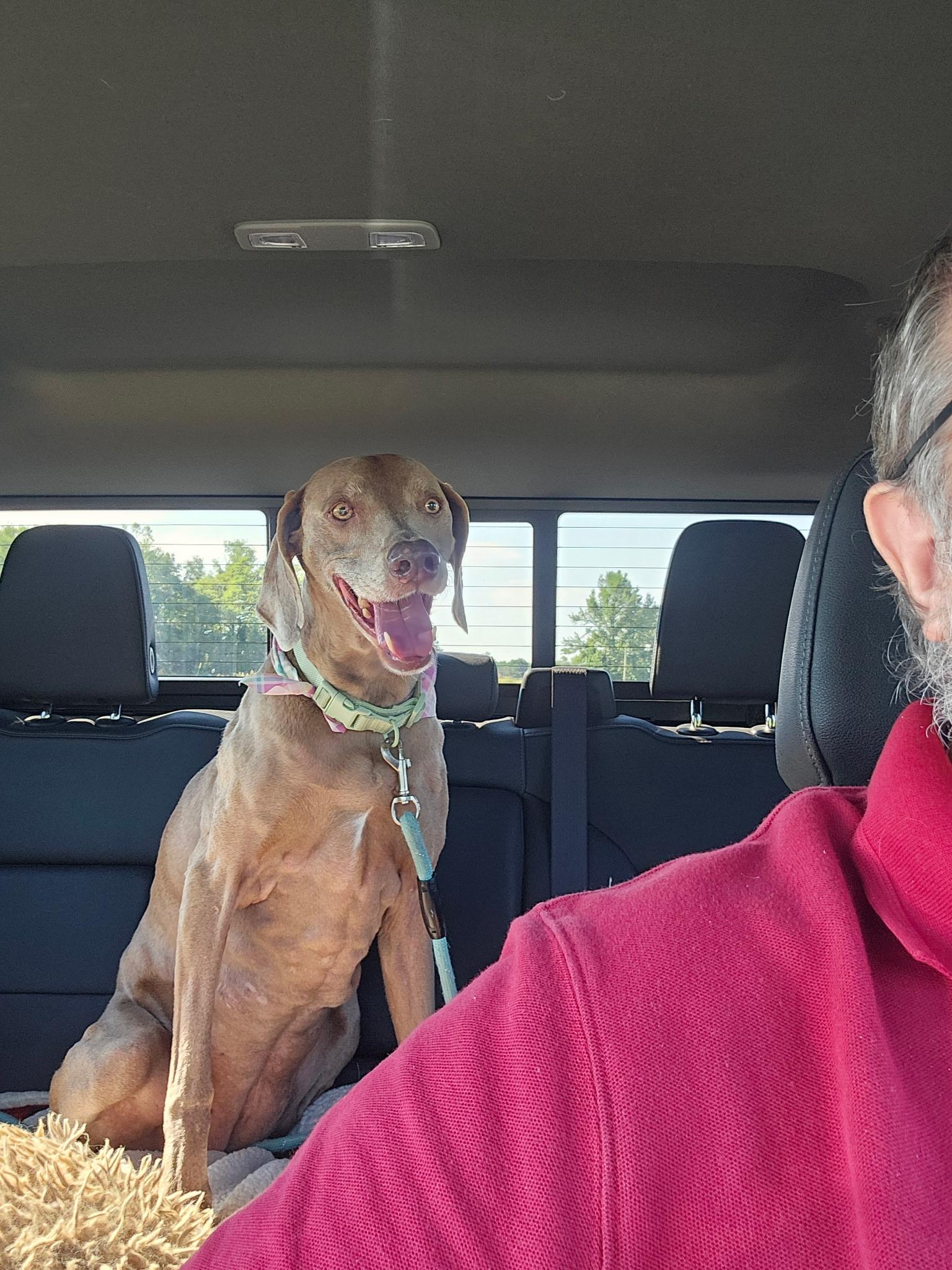 Enlarge Bailey, a Adoptable Weimaraner in Jeffersonville, IN image 3/4