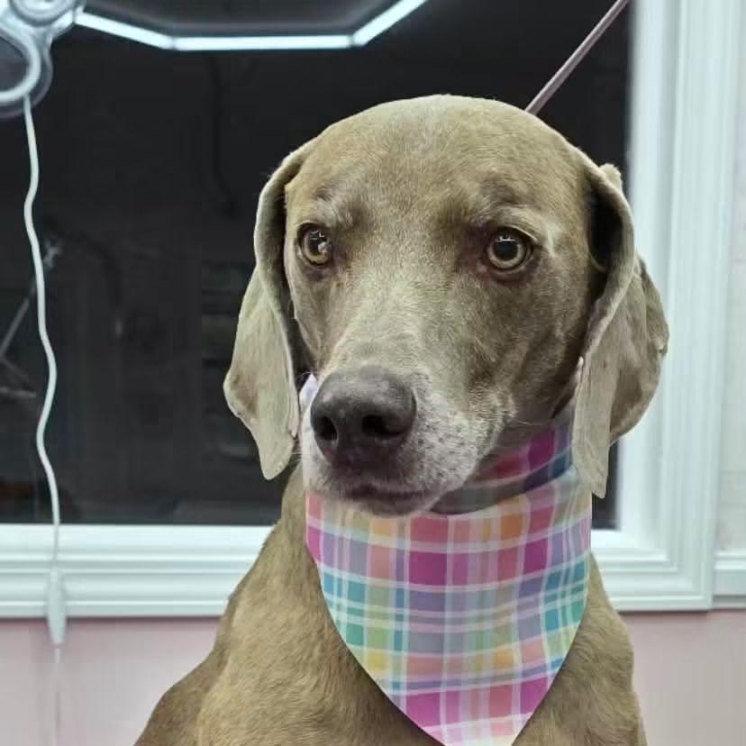Enlarge Bailey, a Adoptable Weimaraner in Jeffersonville, IN image 1/4