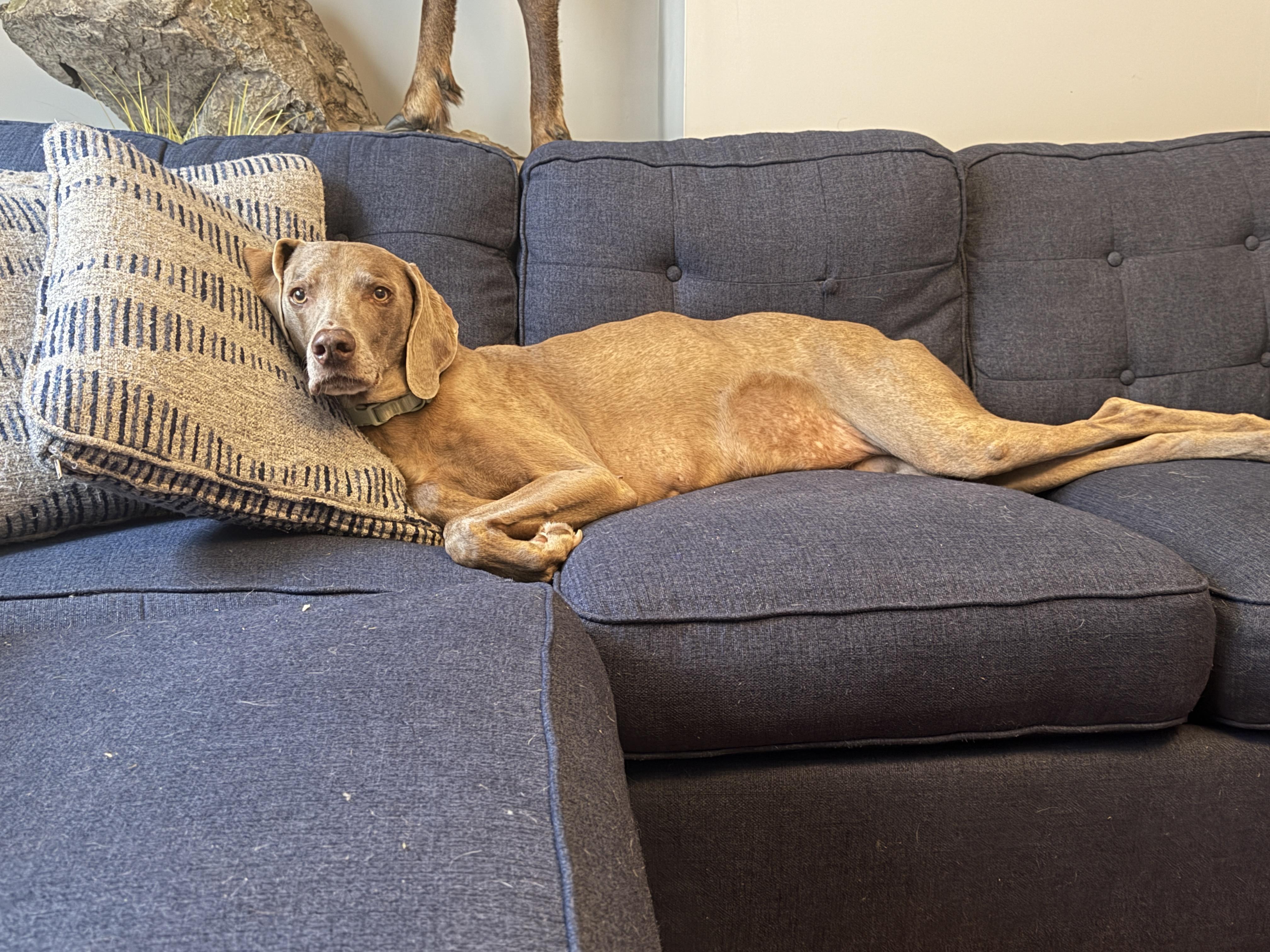 Enlarge Bailey, a Adoptable Weimaraner in Jeffersonville, IN image 2/4