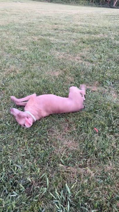 Enlarge Bailey, a Adoptable Weimaraner in Jeffersonville, IN video 4/4
