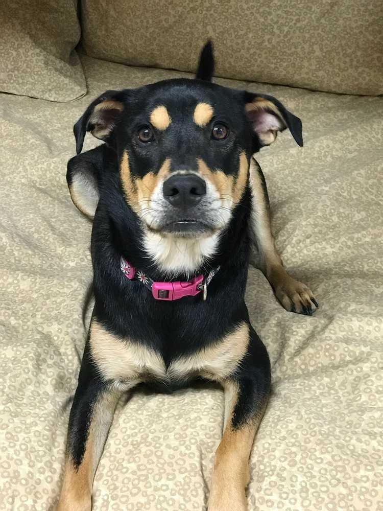 Lady Gaga, Adoptable, Adult Female Rottweiler & Chow Chow.