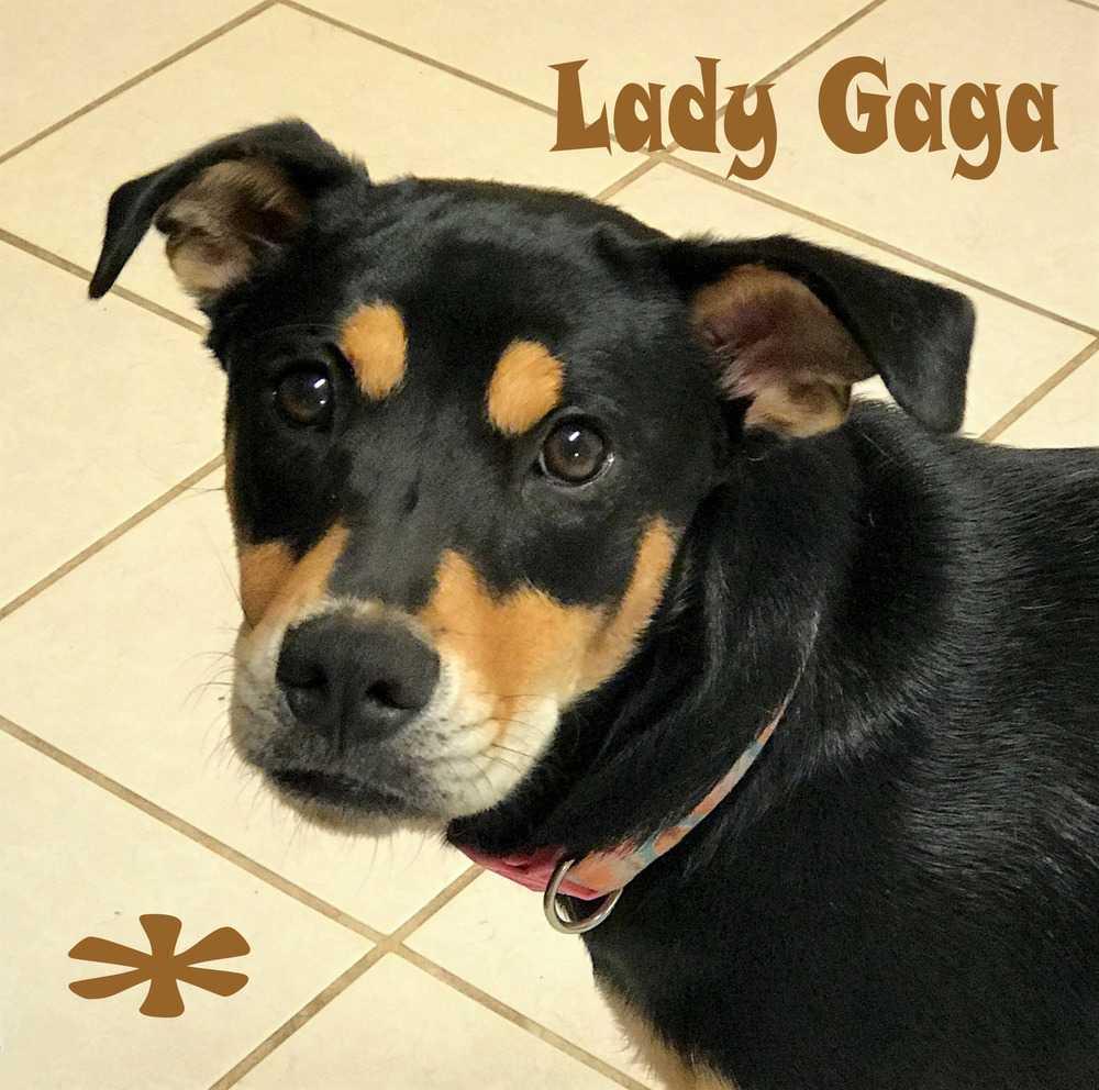 Enlarge Lady Gaga, a Adoptable mixed breed in Mission, TX image 2/4