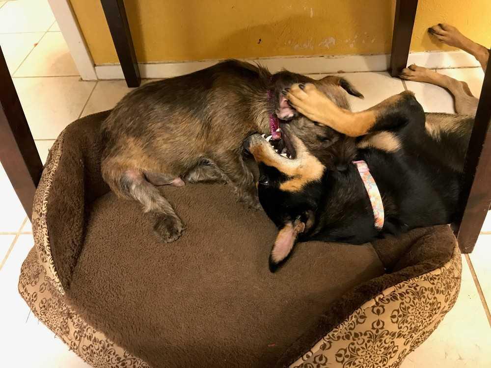 Enlarge Lady Gaga, a Adoptable mixed breed in Mission, TX image 3/4