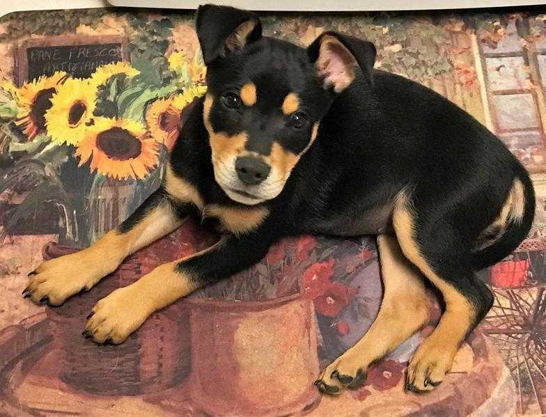 Enlarge Lady Gaga, a Adoptable mixed breed in Mission, TX image 4/4