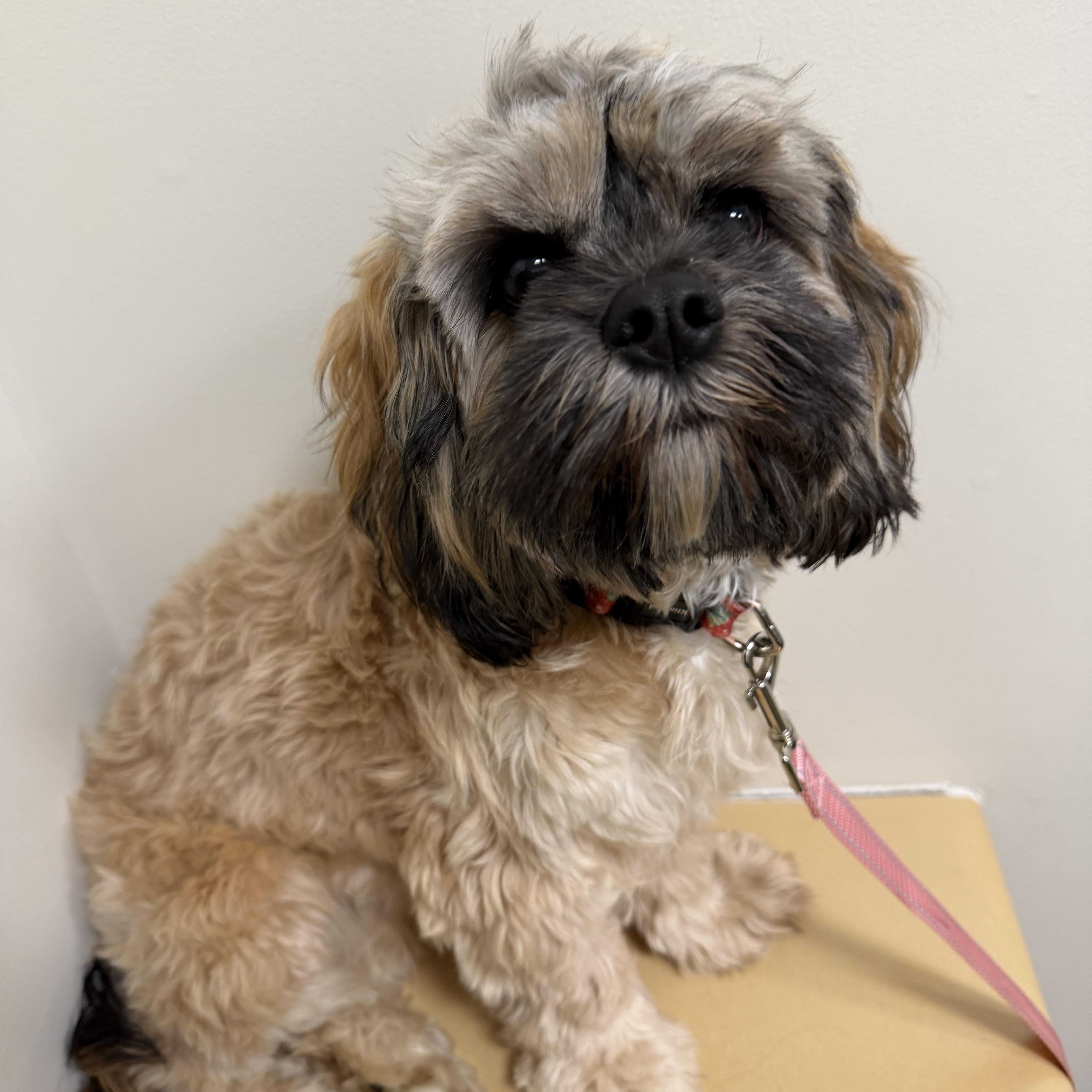 Patty, ADOPTABLE, Young Female Shih Tzu & Cavalier King Charles Spaniel.