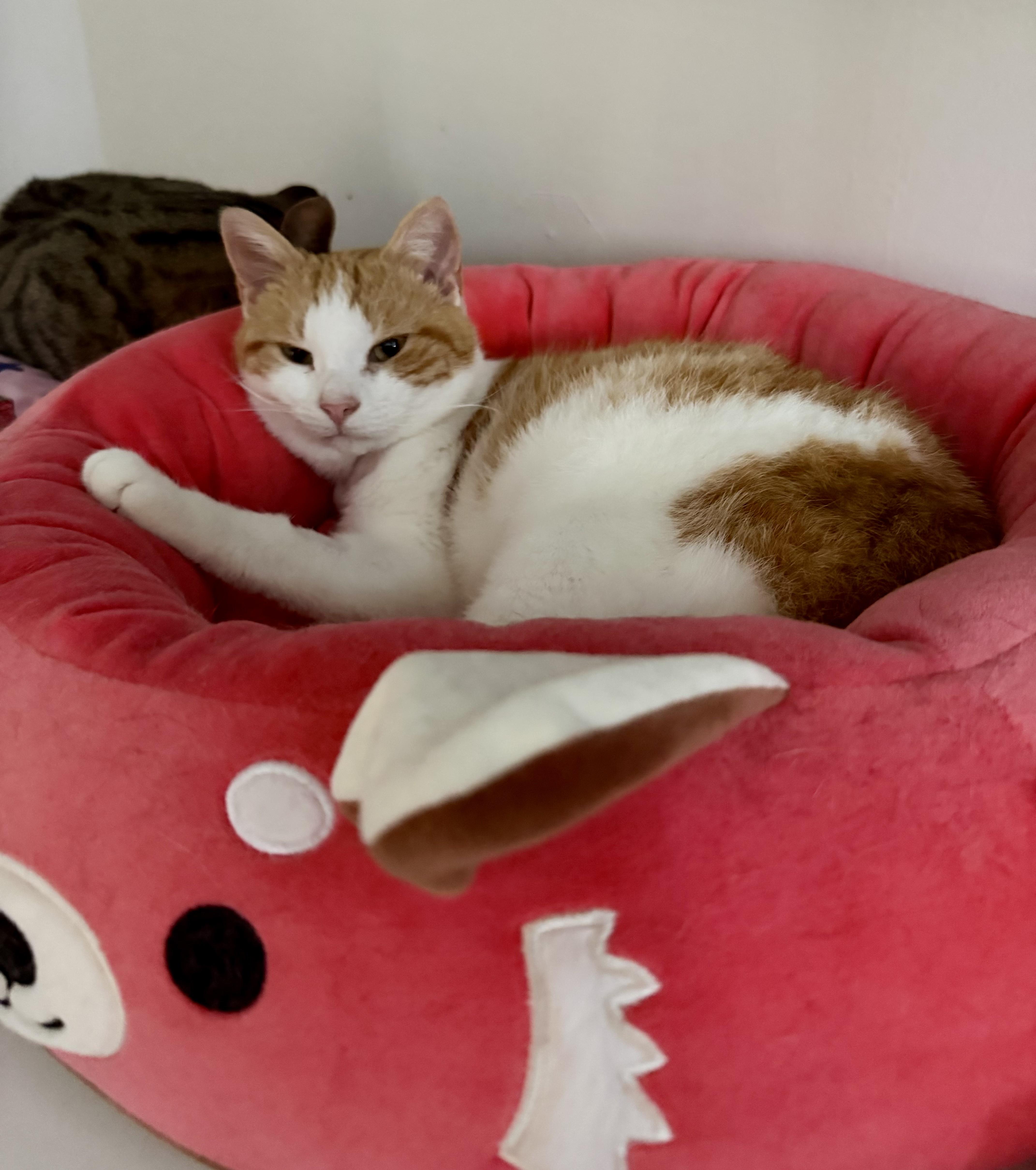 Enlarge Hopscotch, a ADOPTABLE mixed breed in Bethel, CT image 6/6